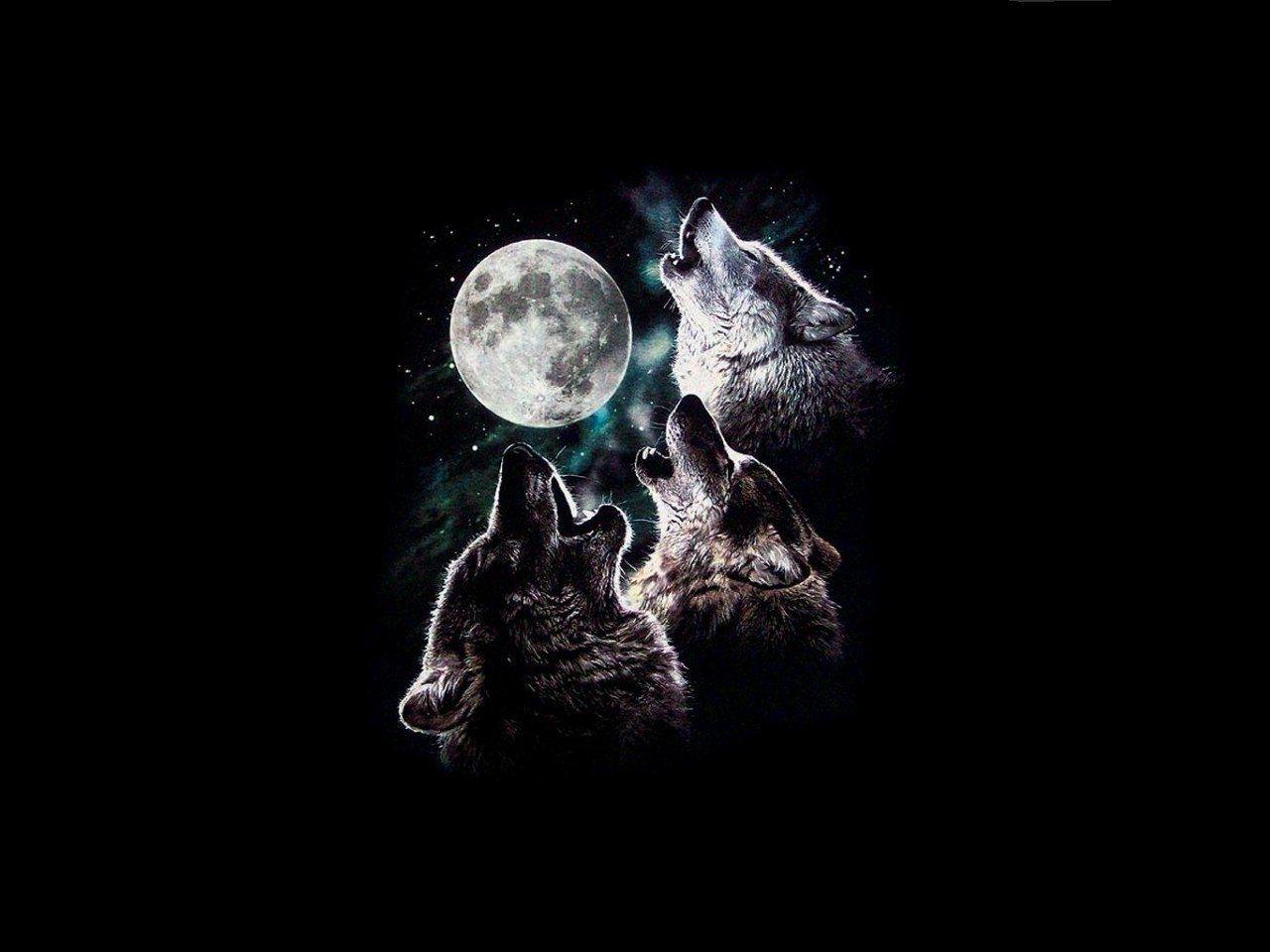 wolf moon howling Moon Night sky stars three trio wolves HD