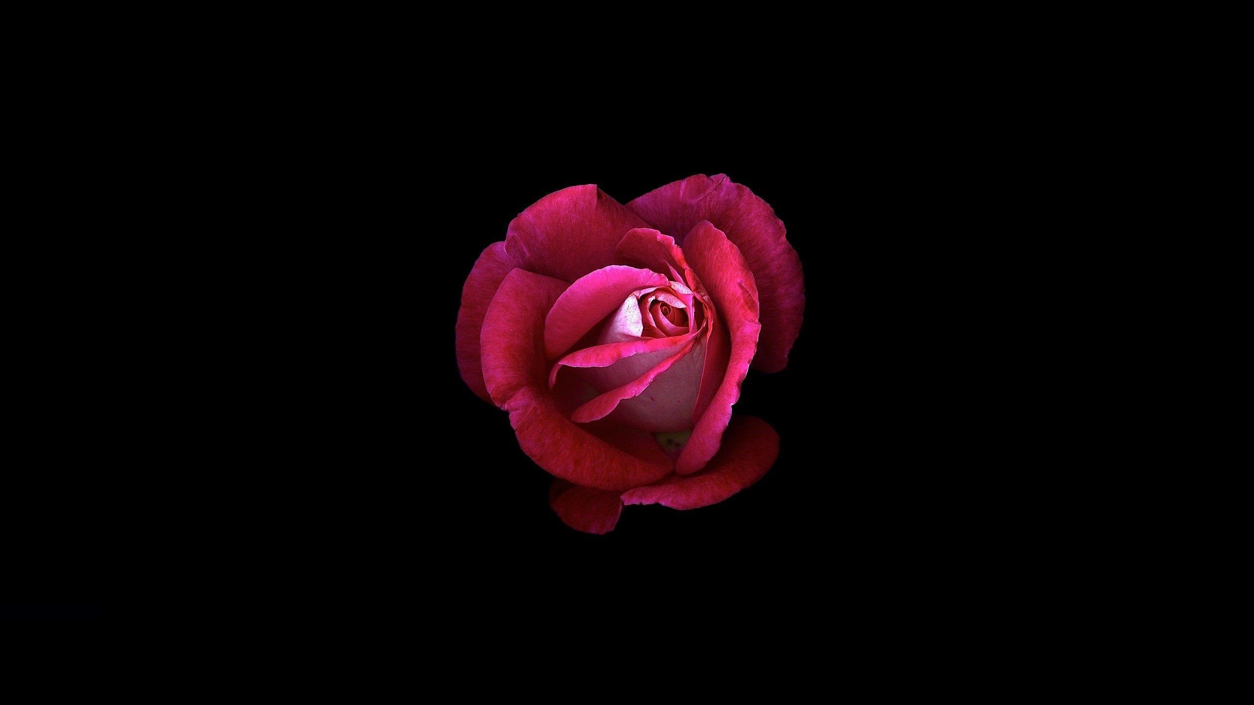 Wallpaper Pink rose, Dark background, HD, Flowers