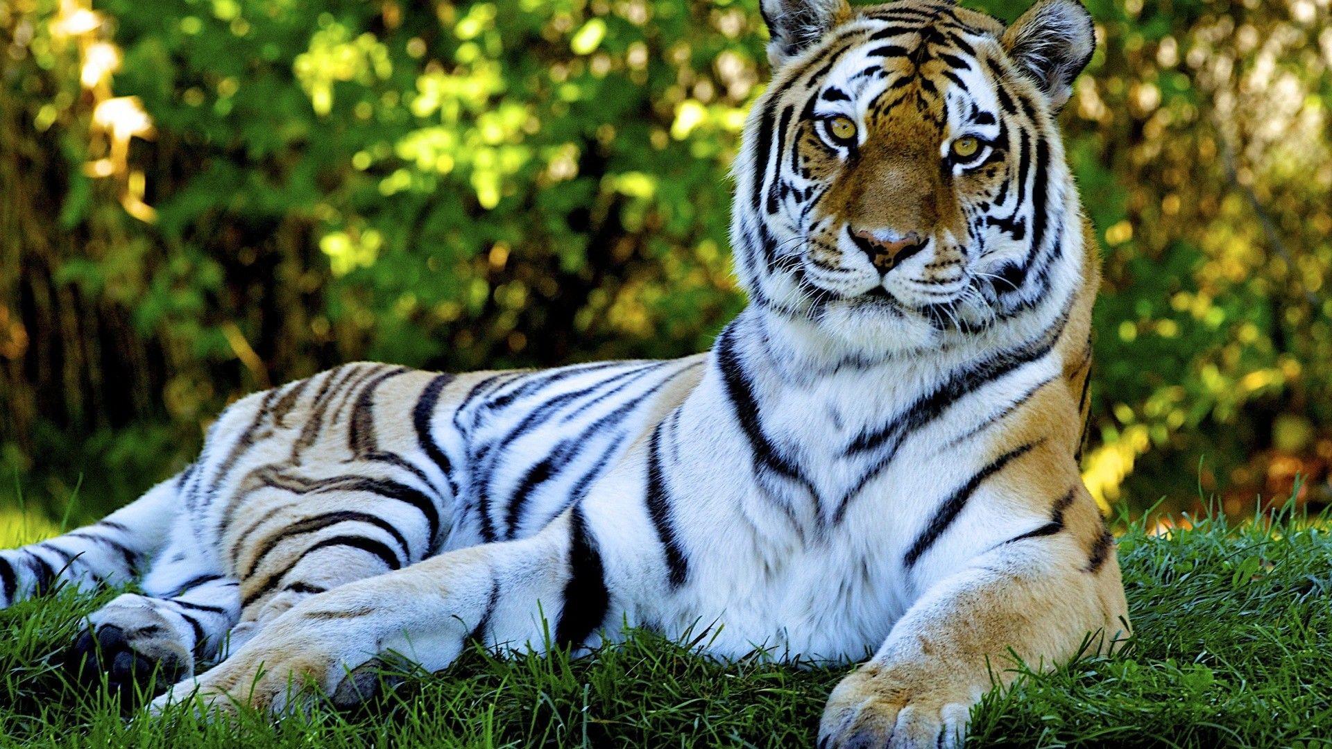 Download HD wallpaper of tiger