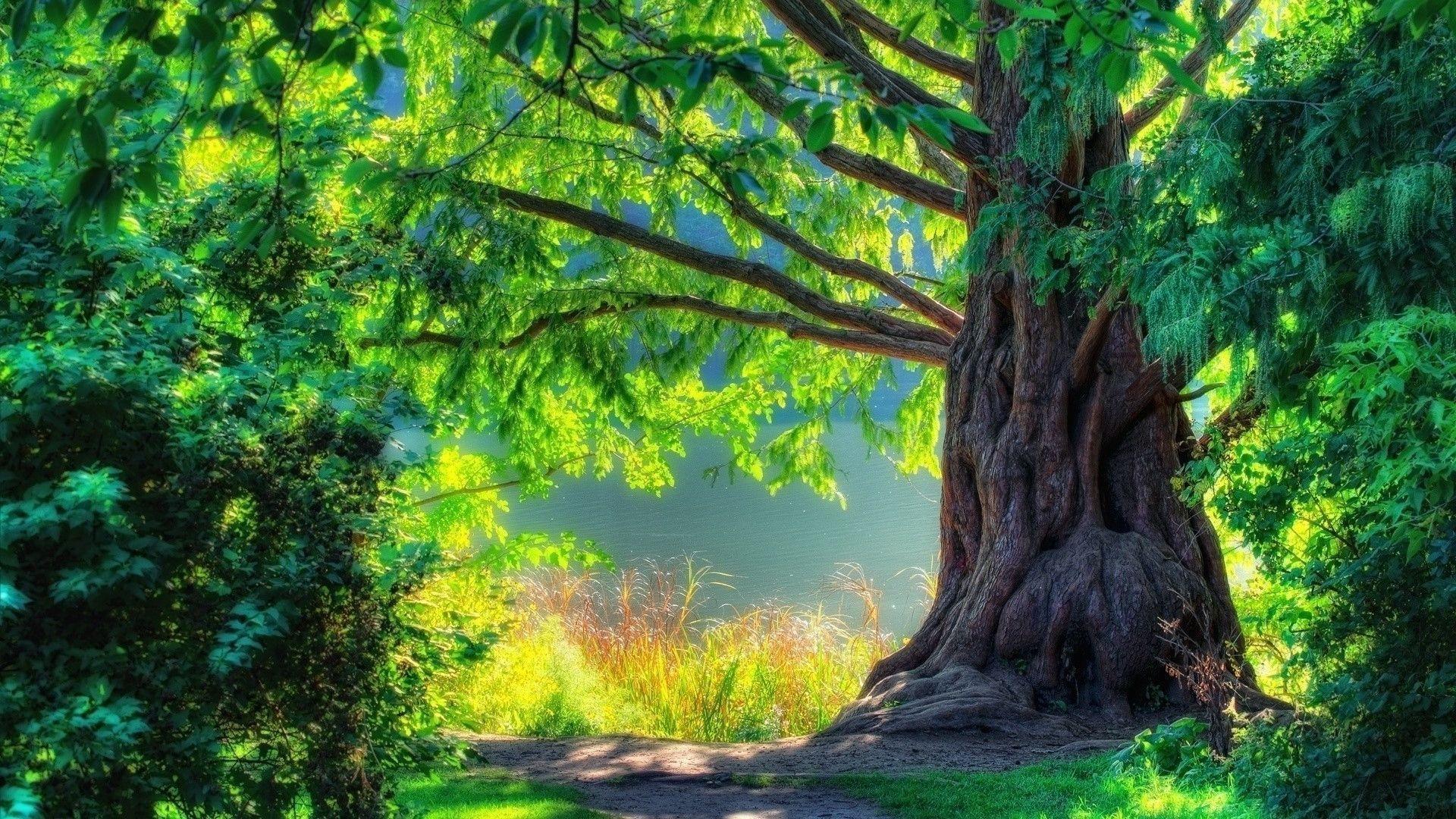 Summer Nature Wallpaper Free Download. Wallpaper 4k