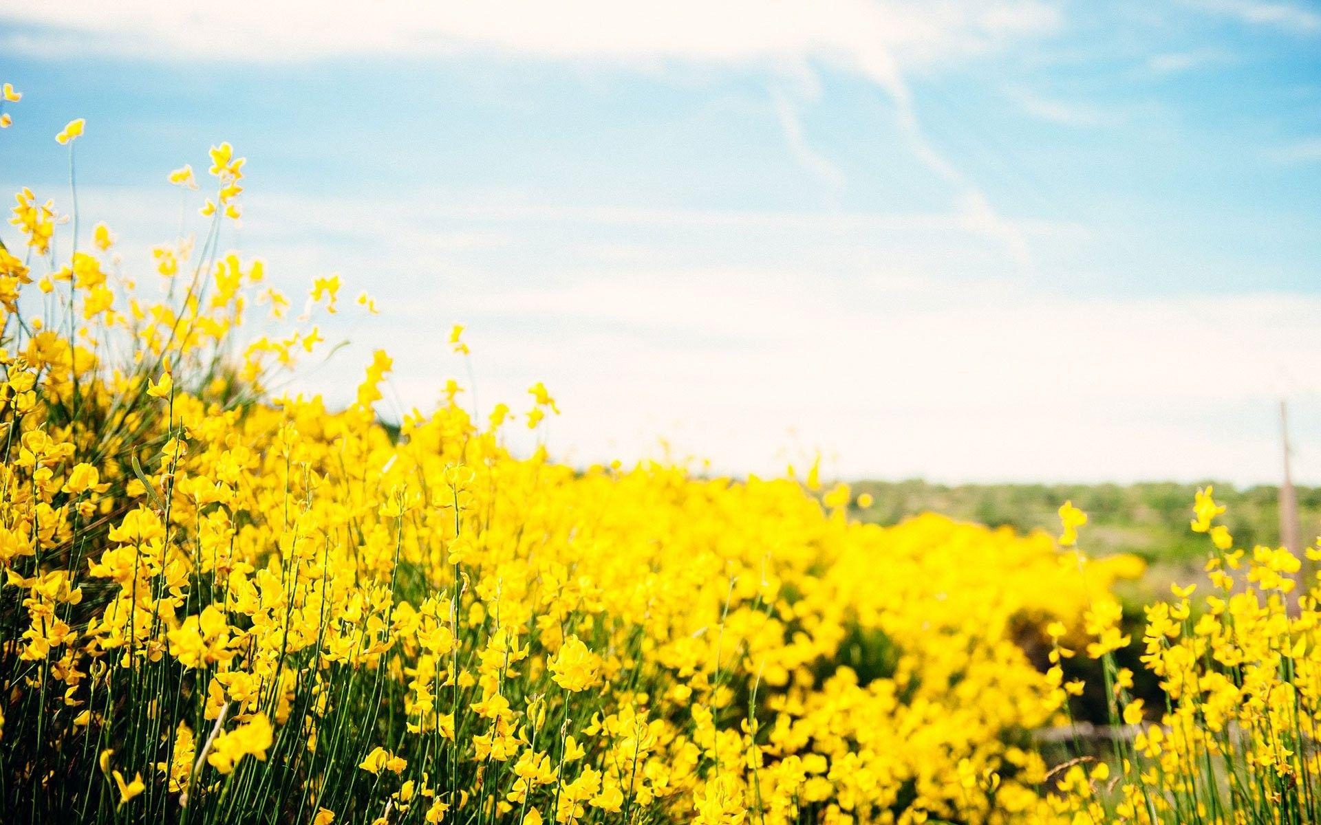 Flowers: Summer Beautiful Yellow Flower Beauty Nature Wallpaper