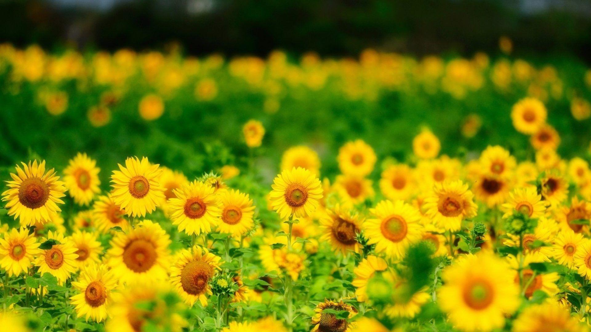 Flowers: Yellow Flowers Sunflowers Summer Wallpaper Of Nature
