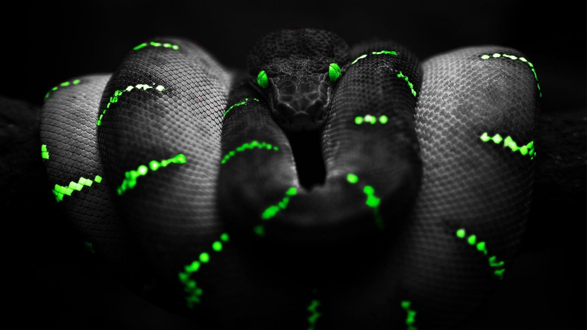 Snake of the dark wallpaper. PC