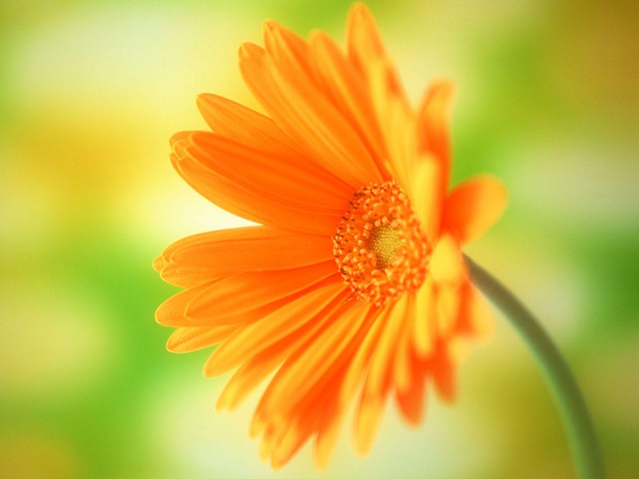 LATEST WALLPAPERS: Flowers Wallpaper, Flowers Animated Wallpaper