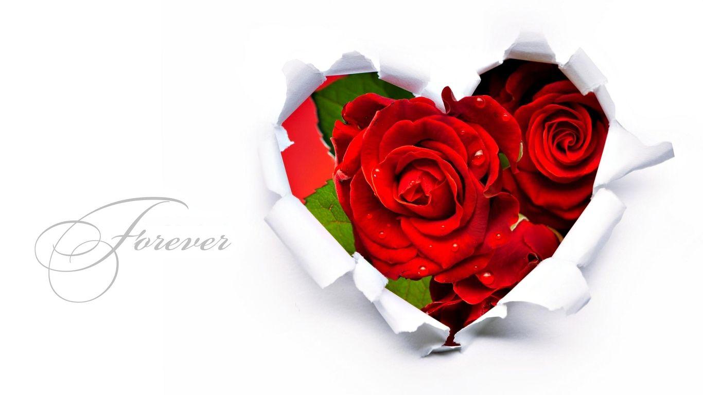 Rose Flower Love Forever Wallpaper HD Wallpaper