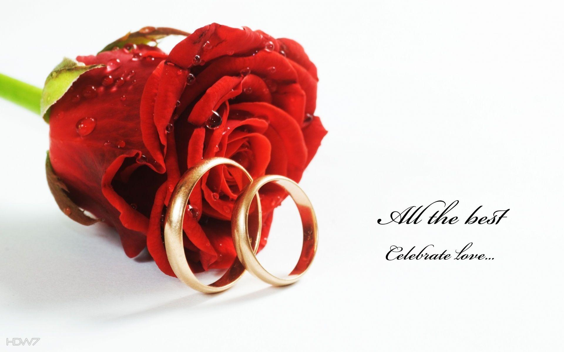 wedding rings red rose flower celebrate love. HD wallpaper gallery