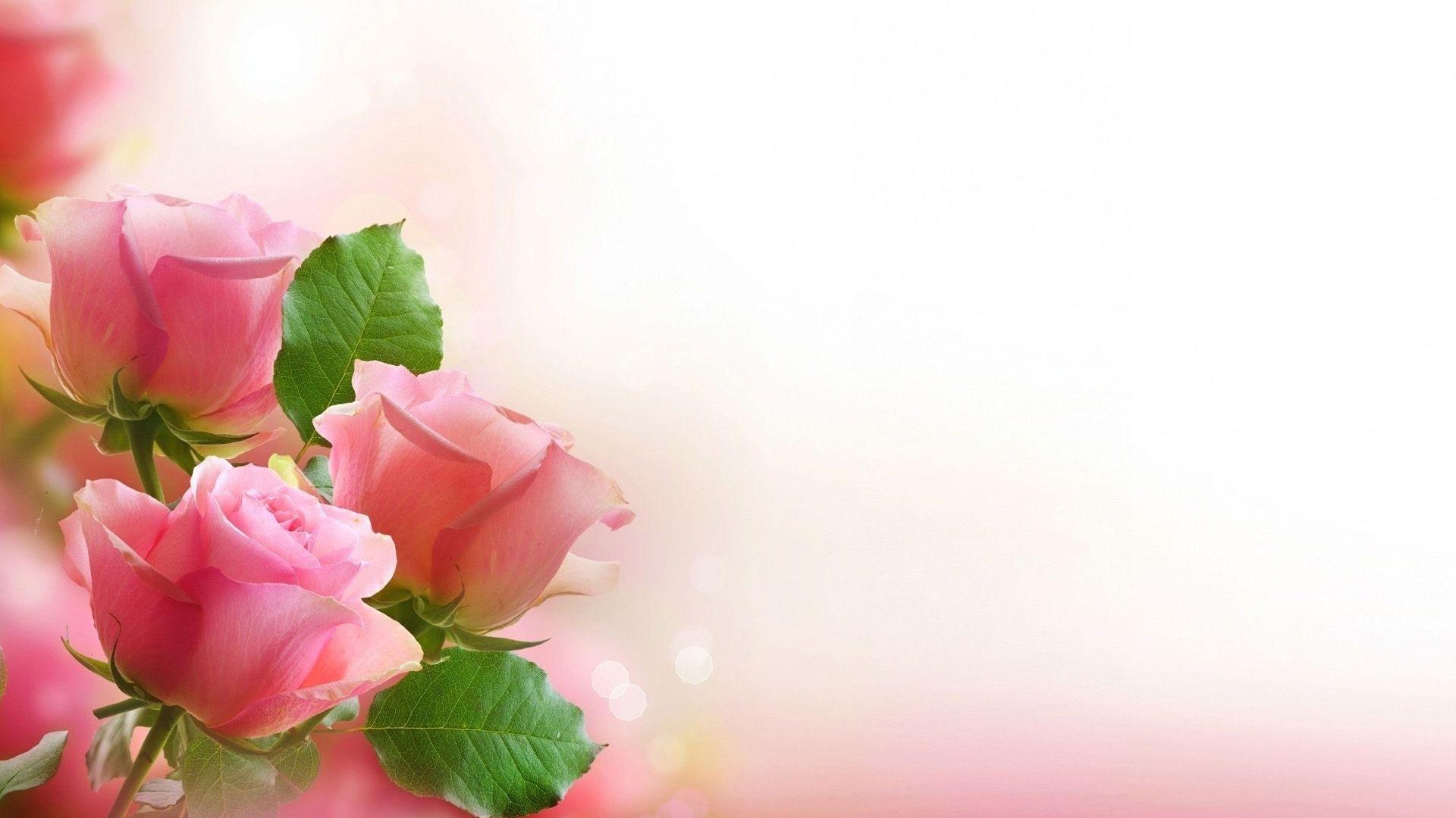 Love Rose Wallpaper Picture