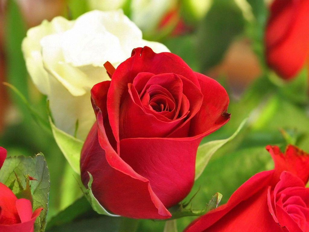 Love Rose Flowers HD Wallpaper, Image, PIctures, Tattoos