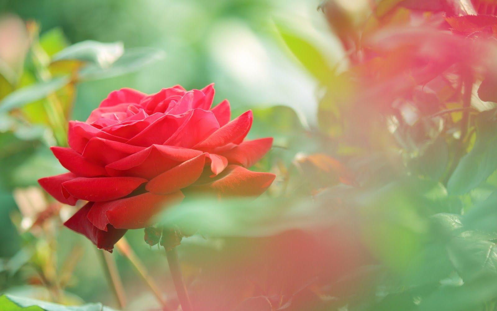 Ocieanna Fleiss. Beautiful Red Rose Flower HD Wallpaper