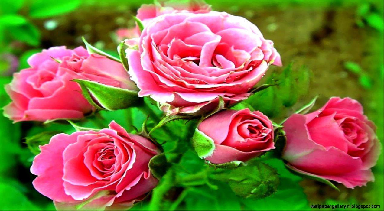 Rose Flower Love HD Wallpaper