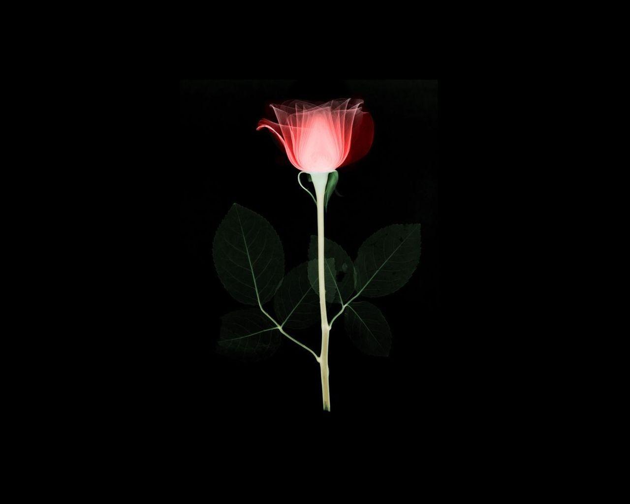 Flowers: Rose Single Love Bud Picture Flower Sakura for HD 16:9 High