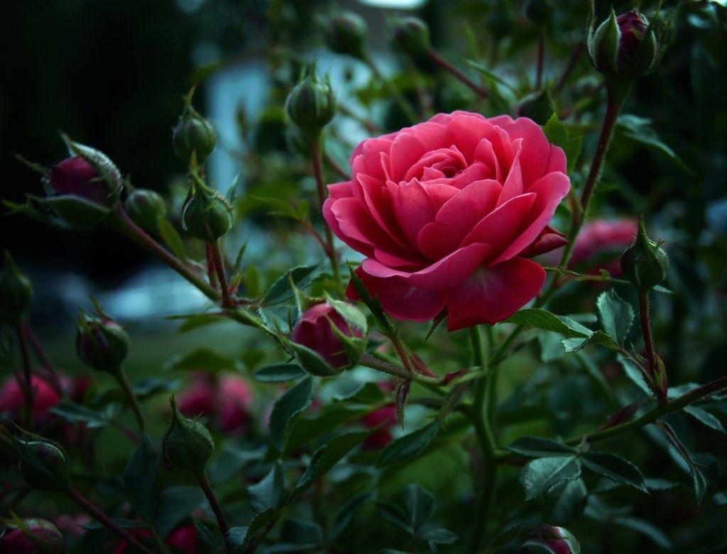 Flowers: Single Nature Pink Rose Exotic Flower Desktop Wallpaper