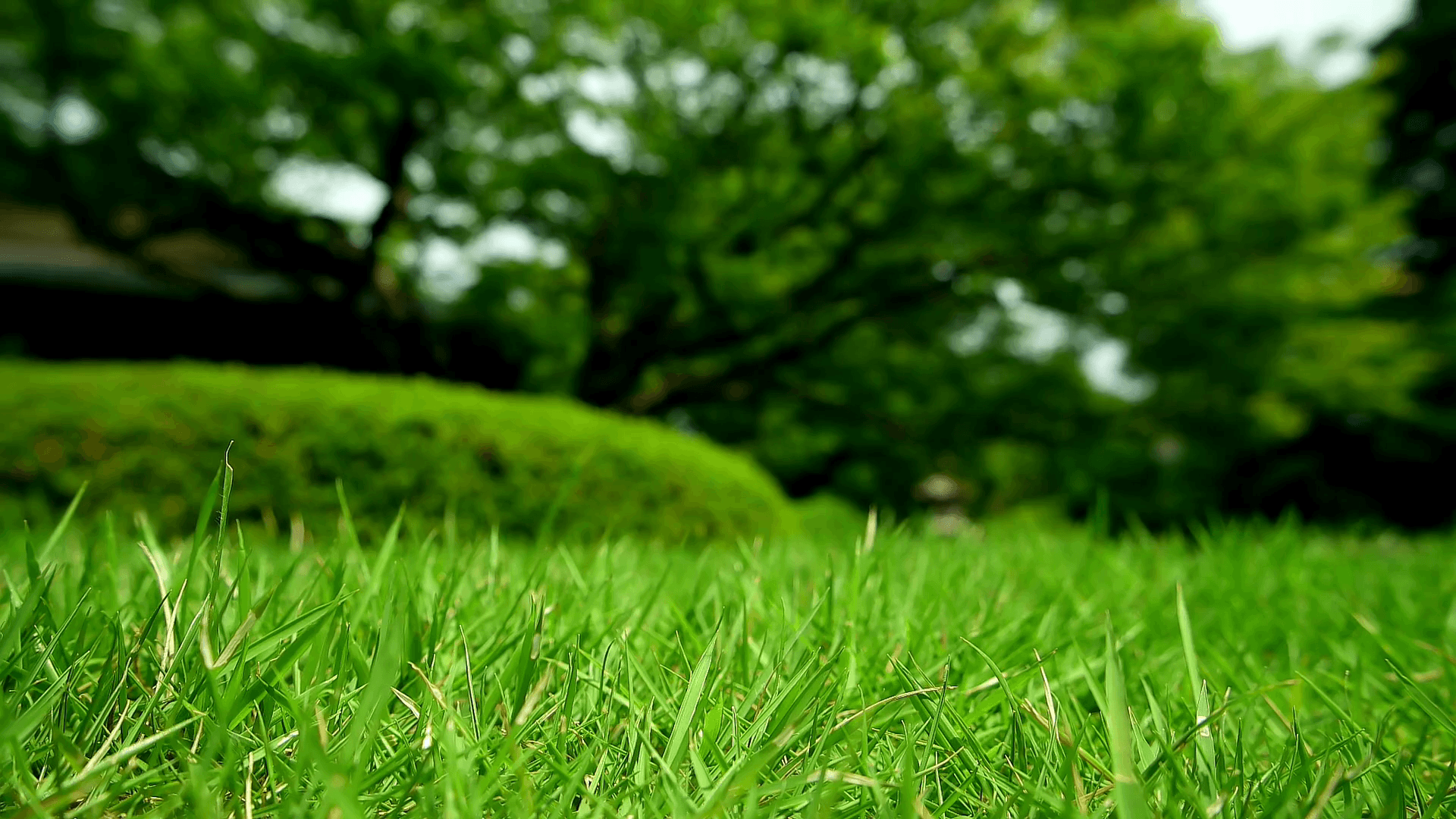 Green Grass Backgrounds - Wallpaper Cave