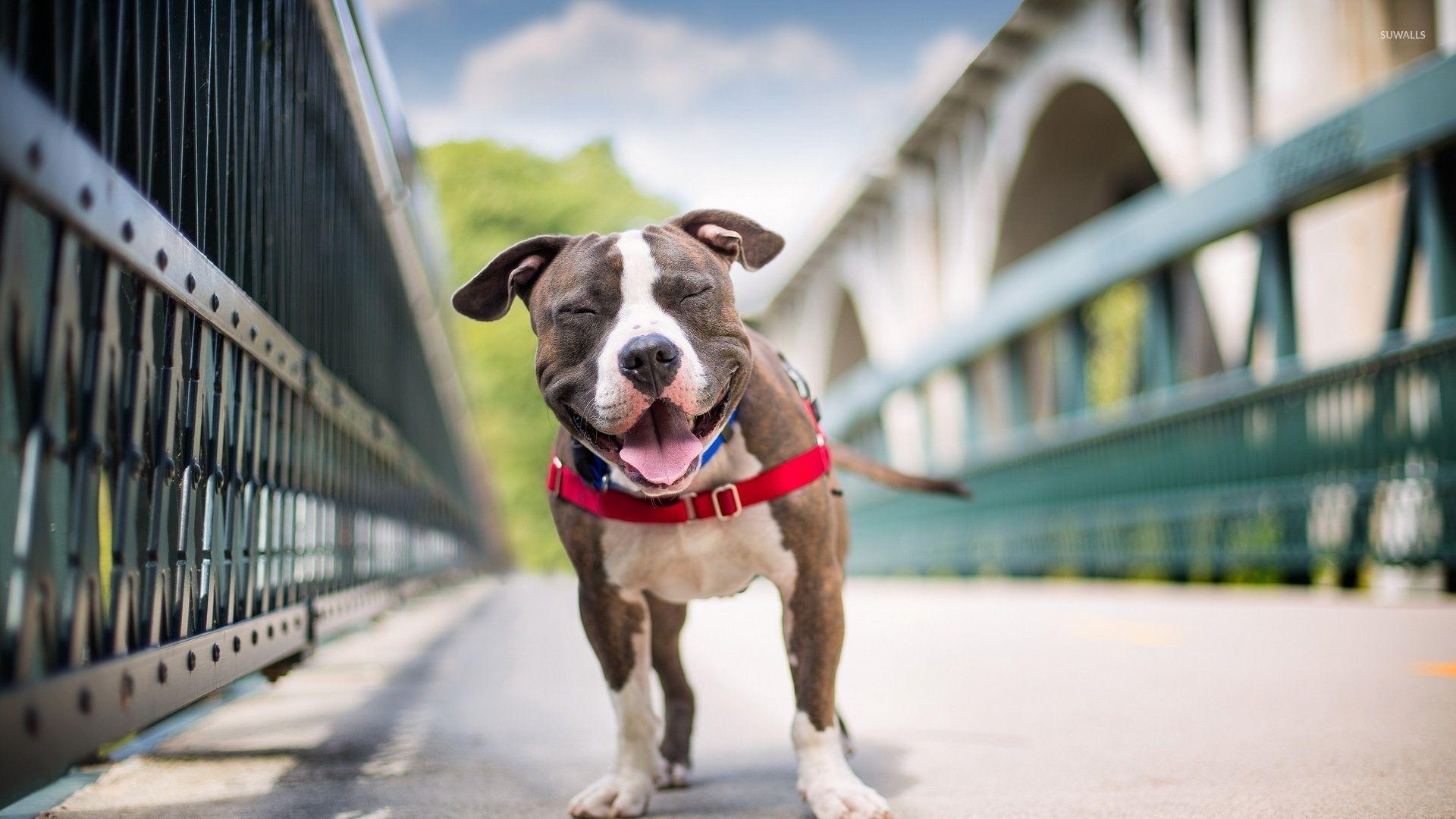 Funny smiling Pitbull wallpaper wallpaper