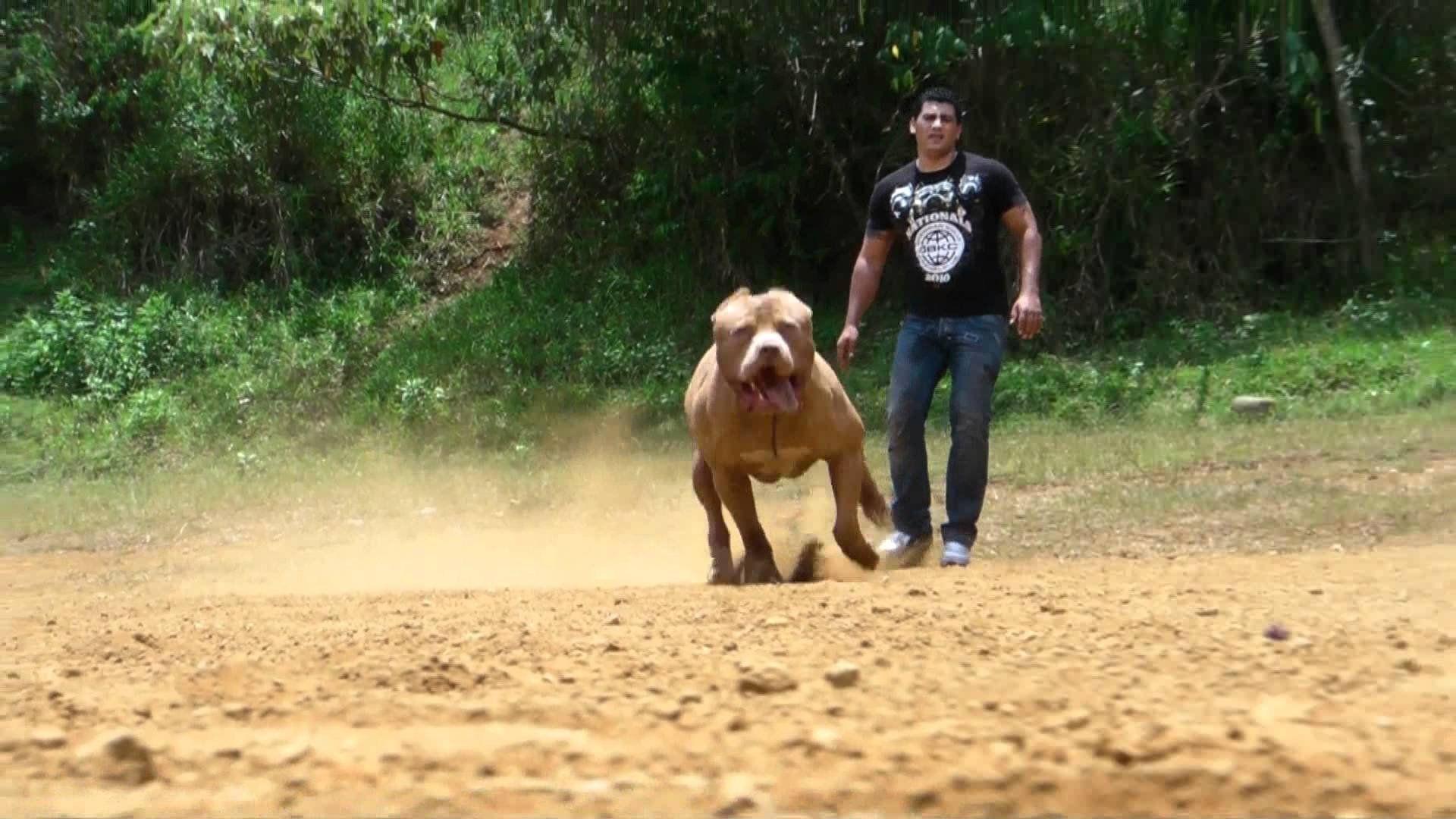 Cool High Quality Wallpaper's Collection: American Pitbull Dog