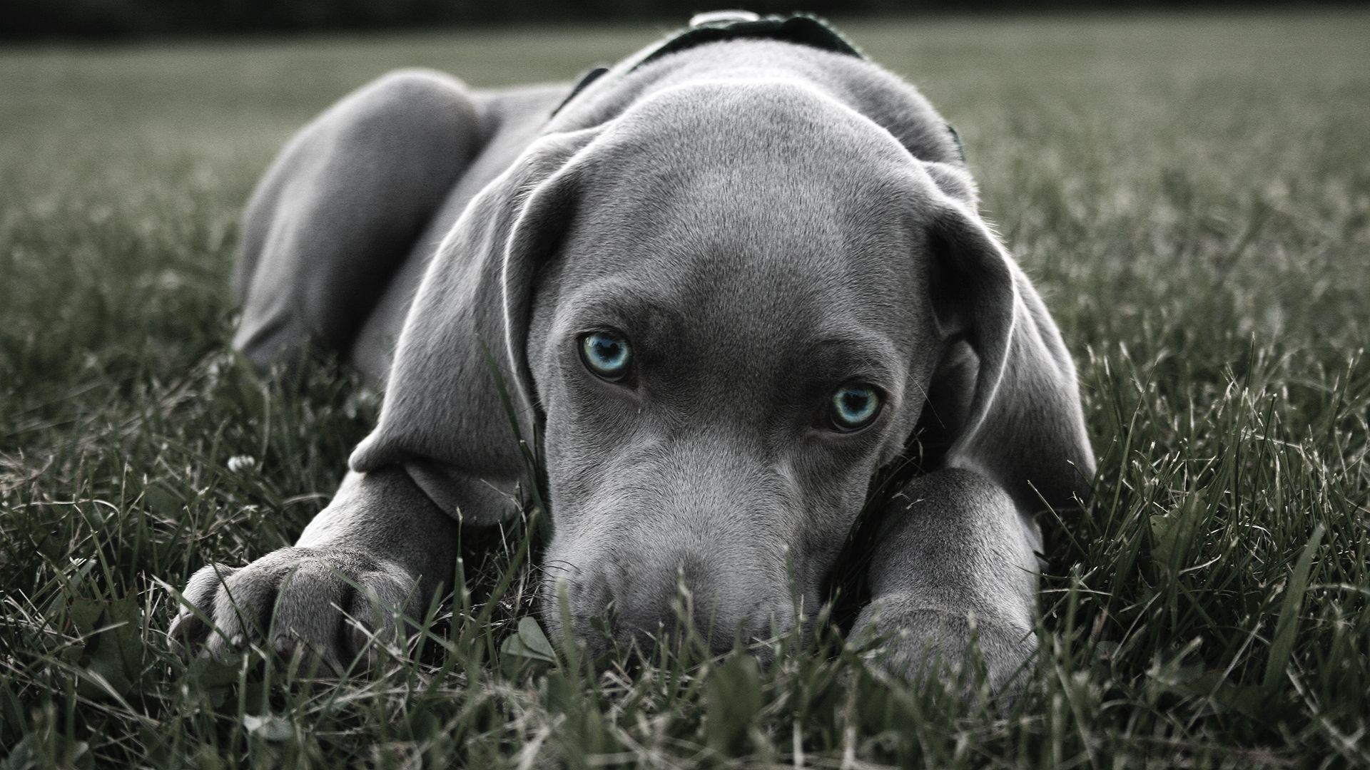 Blue pitbull puppies picture wallpaper