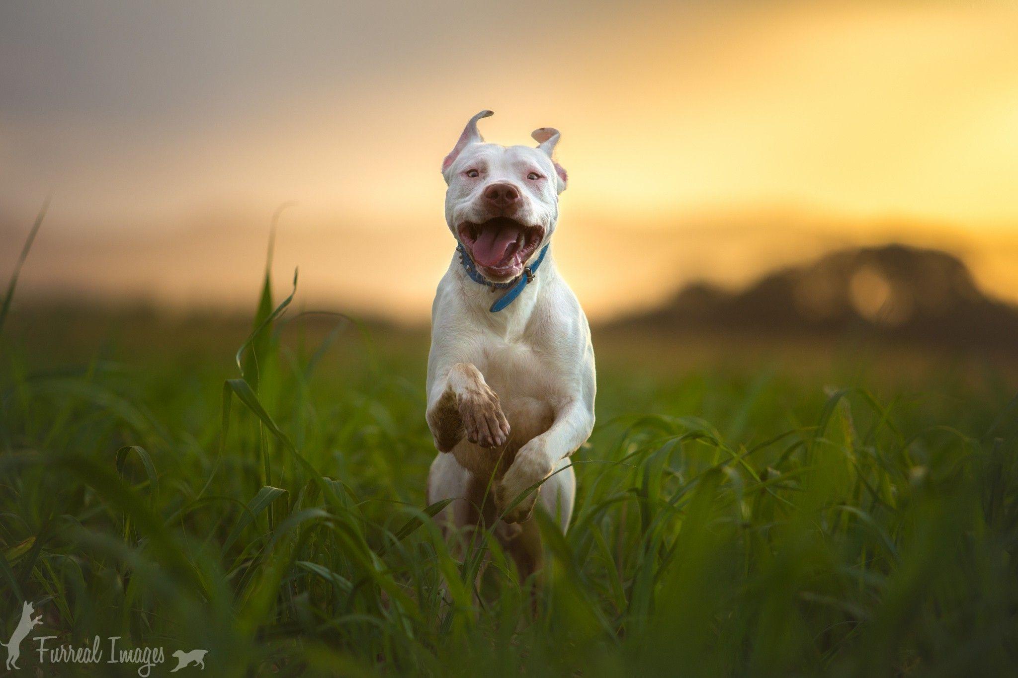 pitbull dog wallpaper