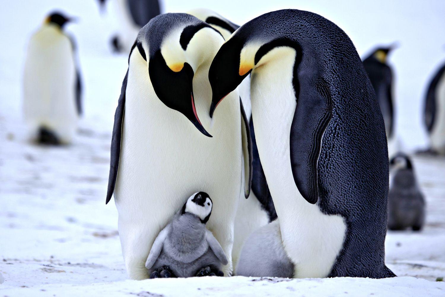 Baby Penguin Wallpaper