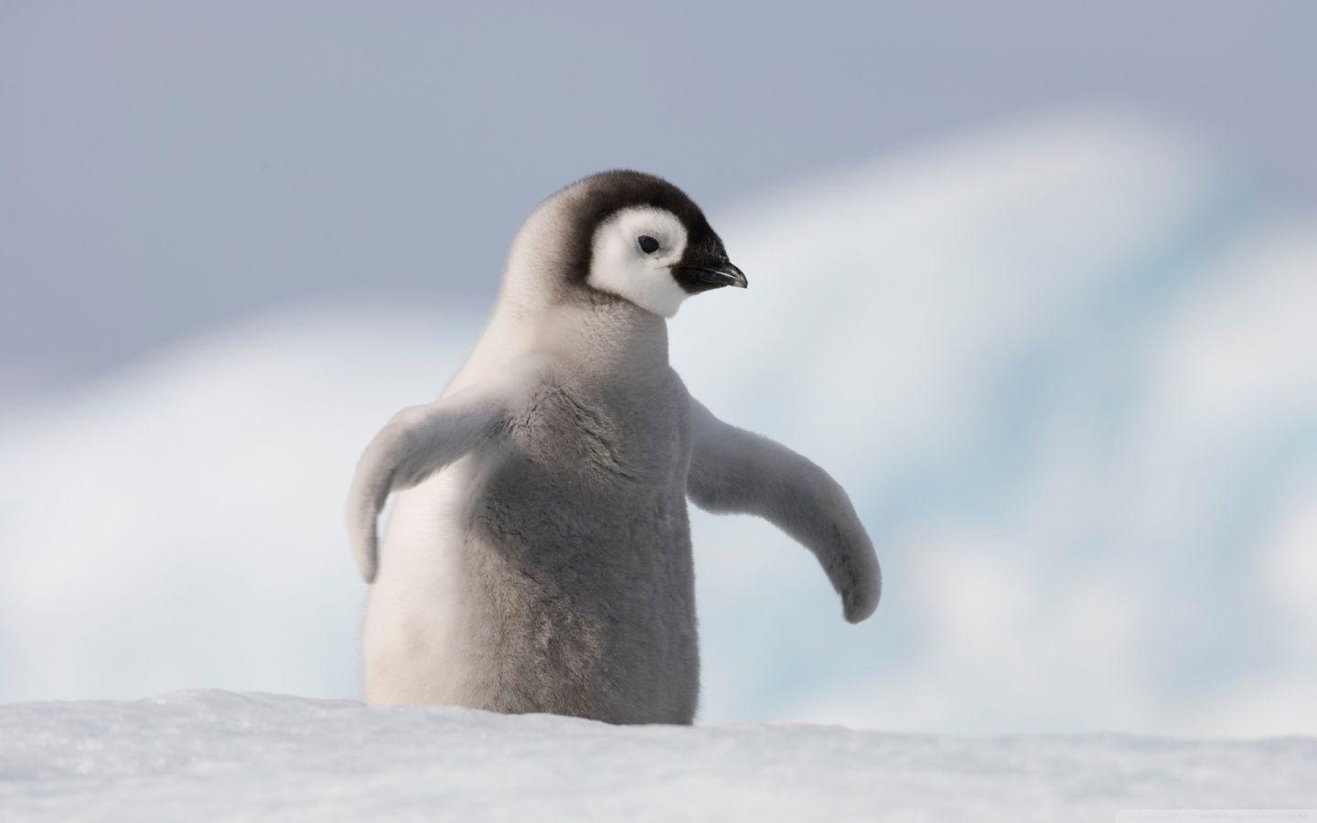 Baby Penguin, Antarctica ❤ 4K HD Desktop Wallpaper for 4K Ultra HD