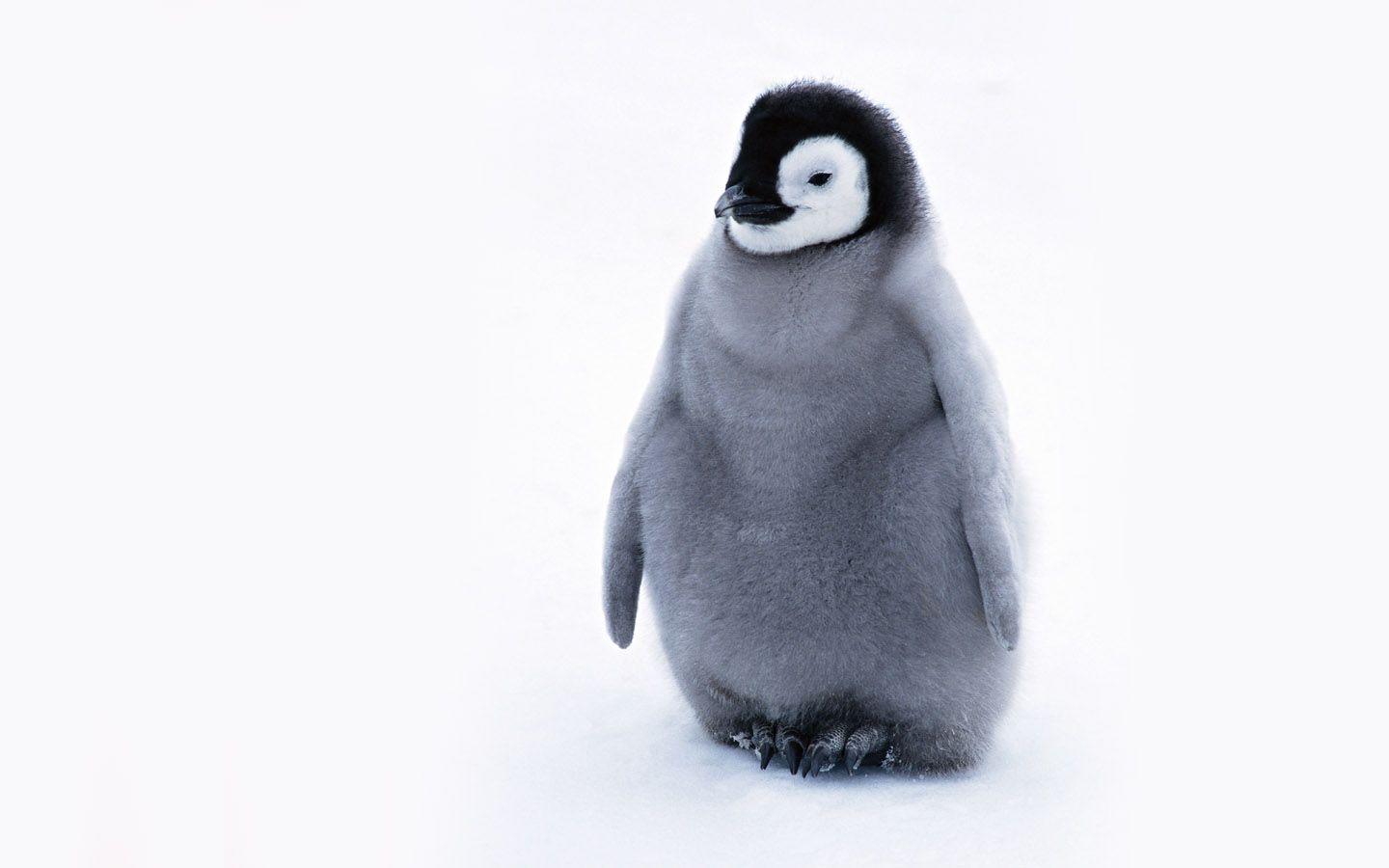 Background Animal Page Baby Penguin With Wallpaper HD Image Of