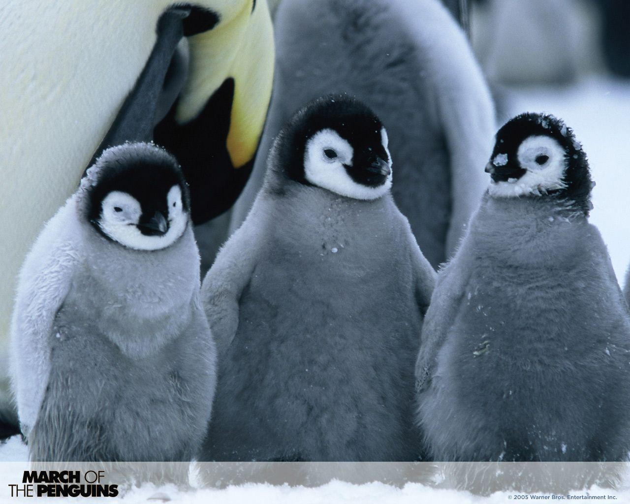 Baby Penguin Wallpaper Group (70)