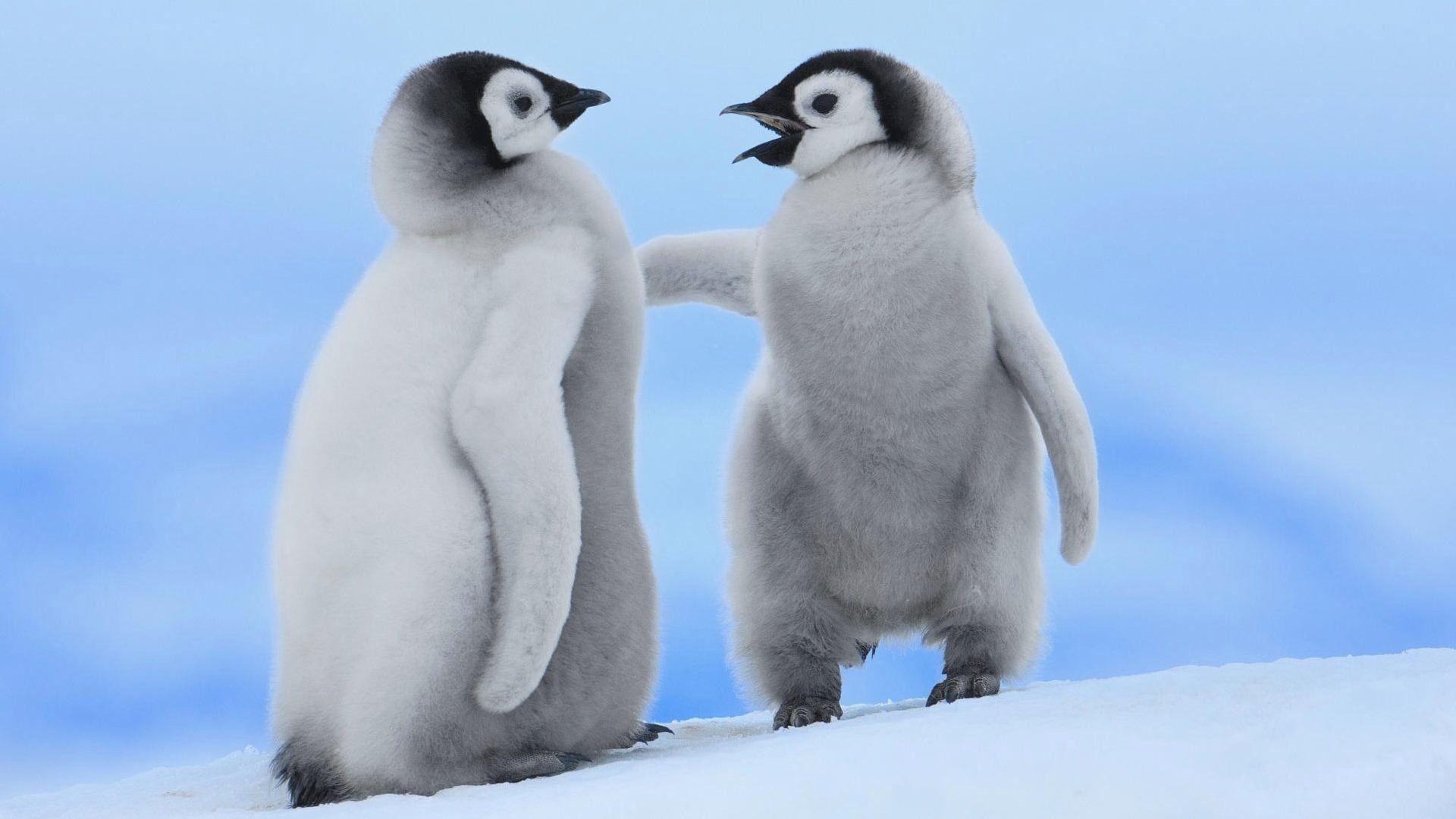 madagascar baby penguins wallpaper Google Search Penguins 1280×800