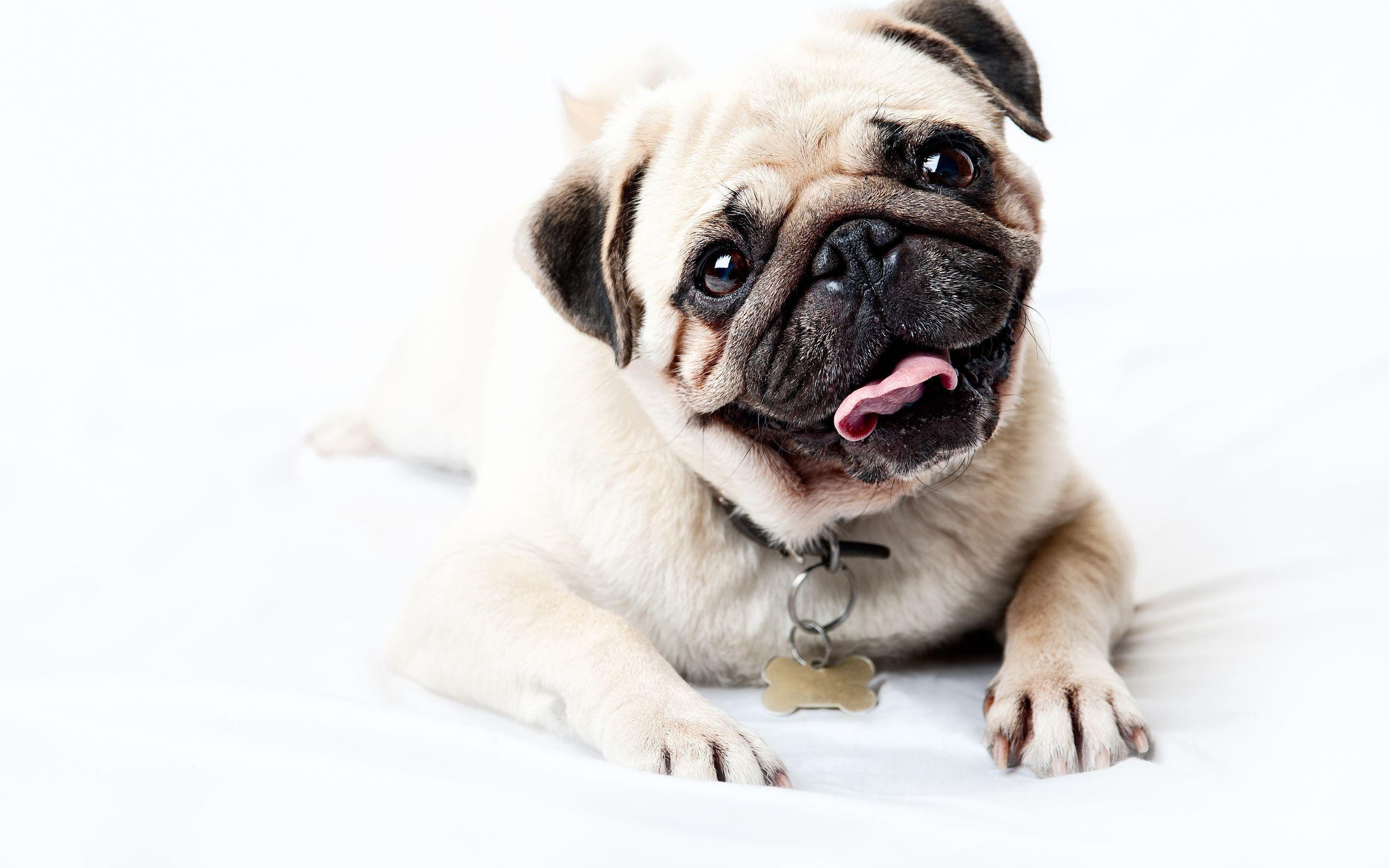 Pug HD Wallpaper and Background Image