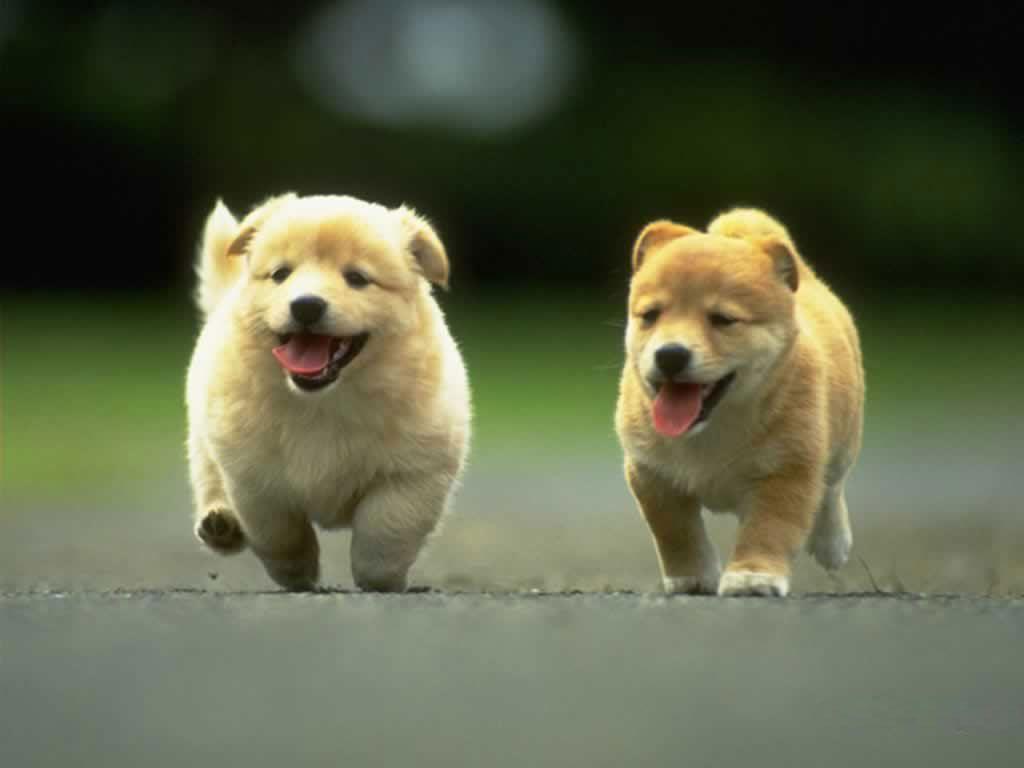 Cute Dogs Wallpaper HD