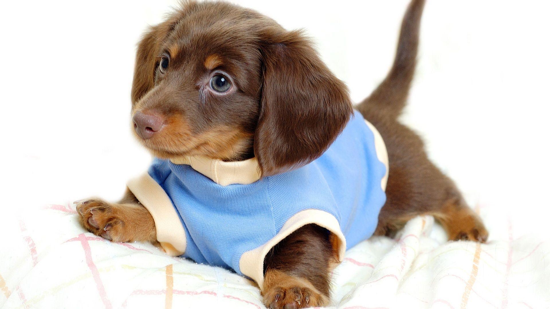 Cute Dog Puppy HD Image for Free