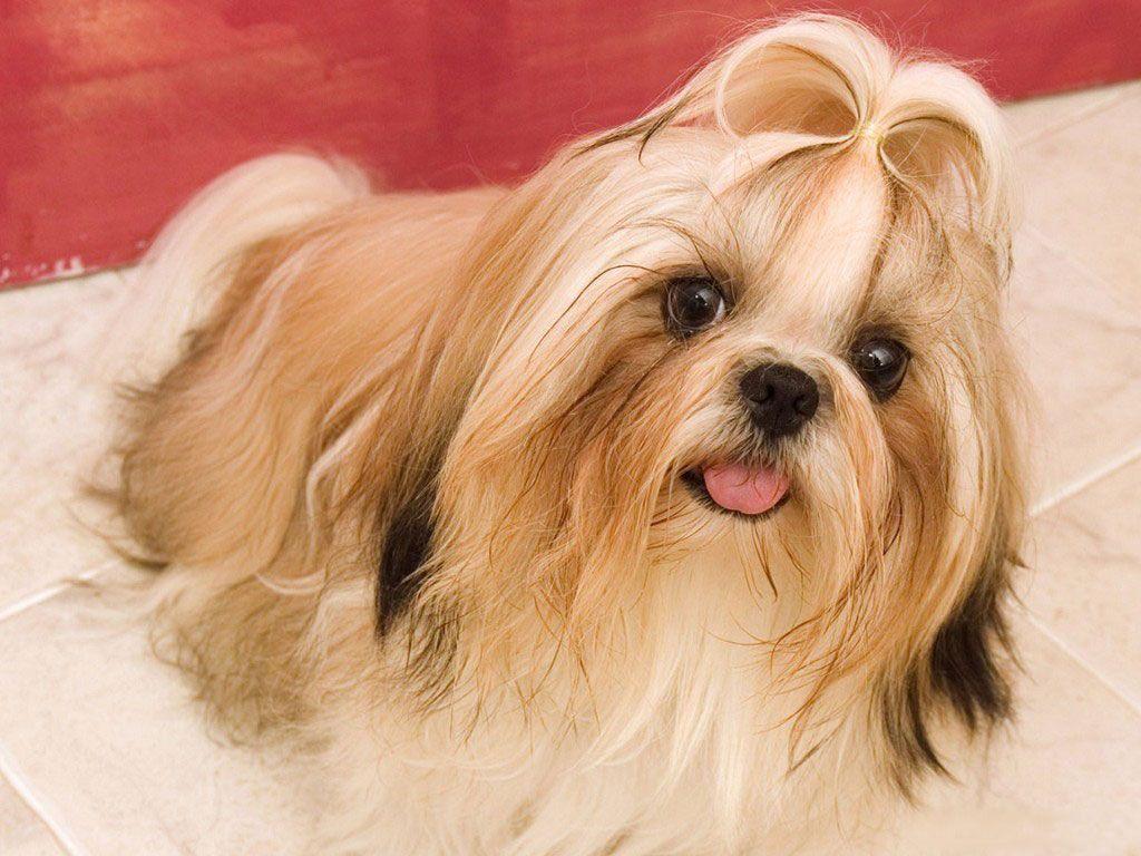 Female dog beautiful high definition wallpaper. High Definition