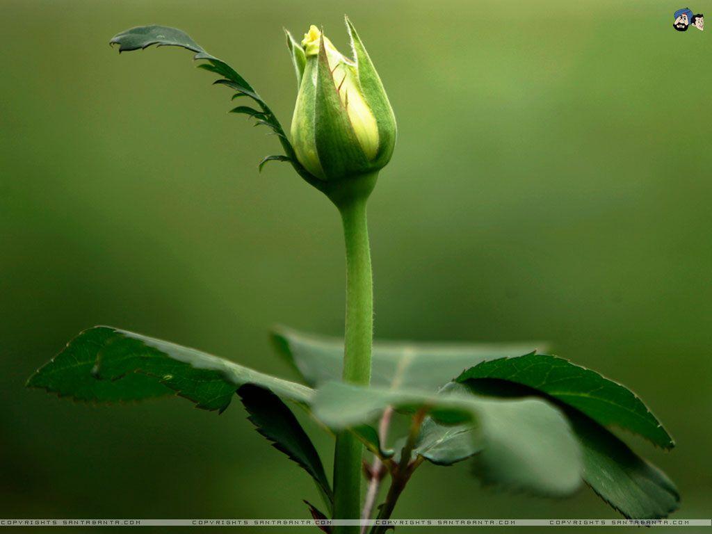 Full HD Wide Nature Wallpaper & Image I Beautiful Nature Photo