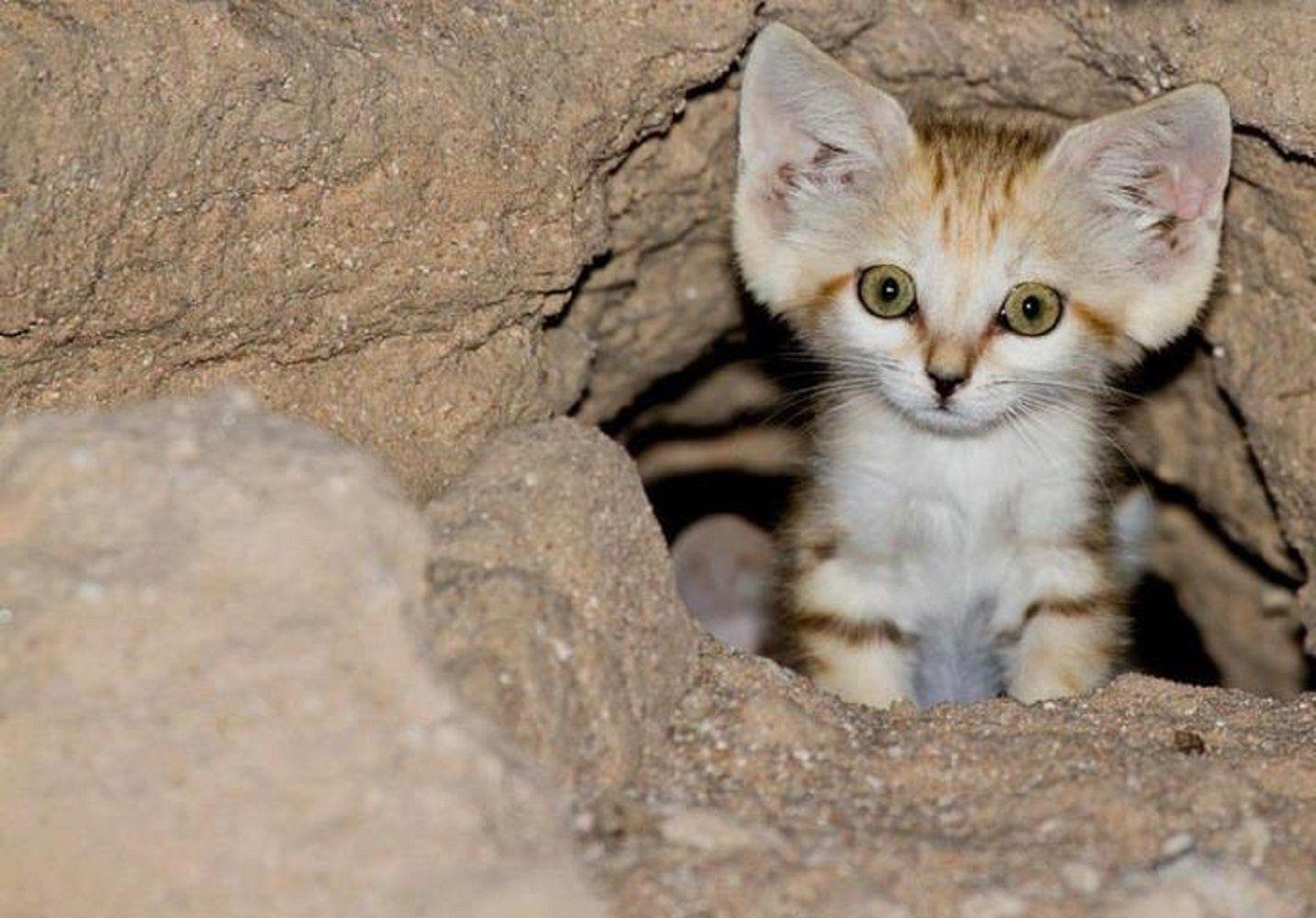 Sand Cat HD Wallpaper and Background Image