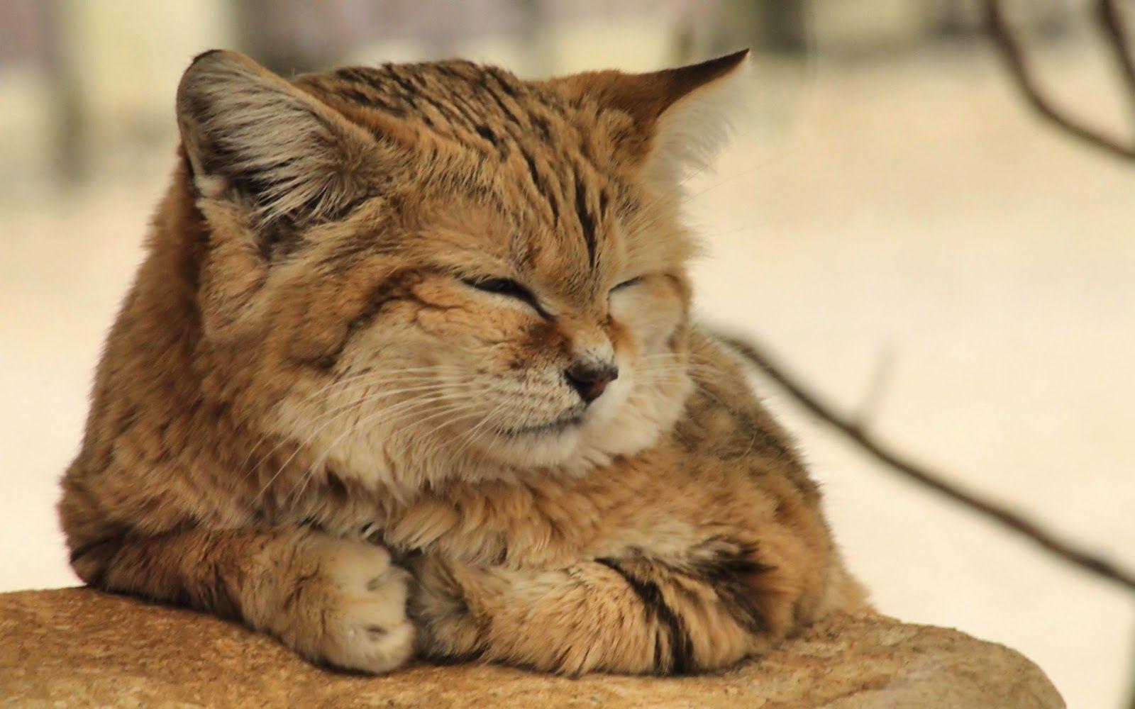 Beautiful Desktop Wallpaper Sand Cat. Smaller Wild Cats Cat