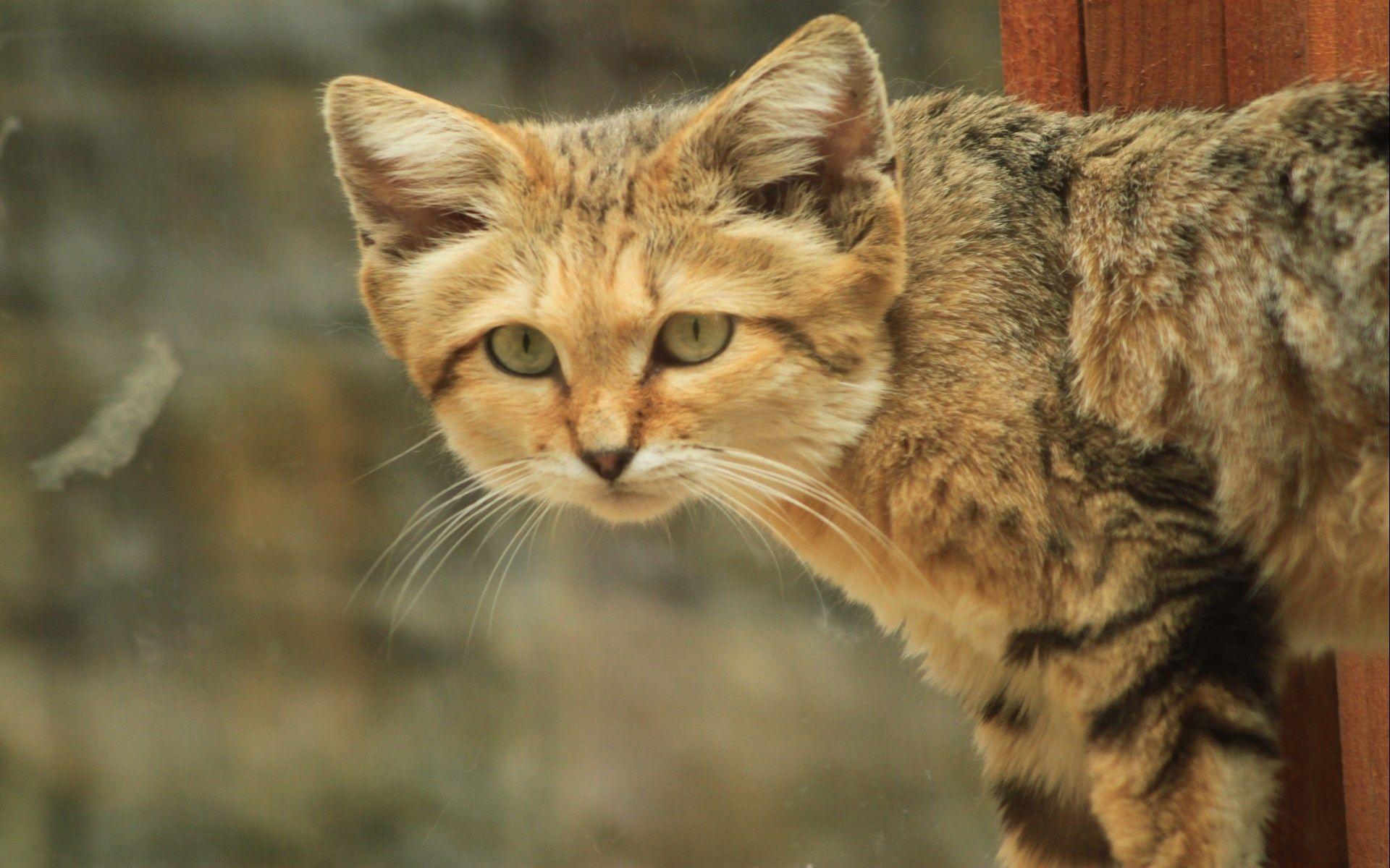 HD Widescreen sand cat. hueputalo. Sand cat, Beautiful