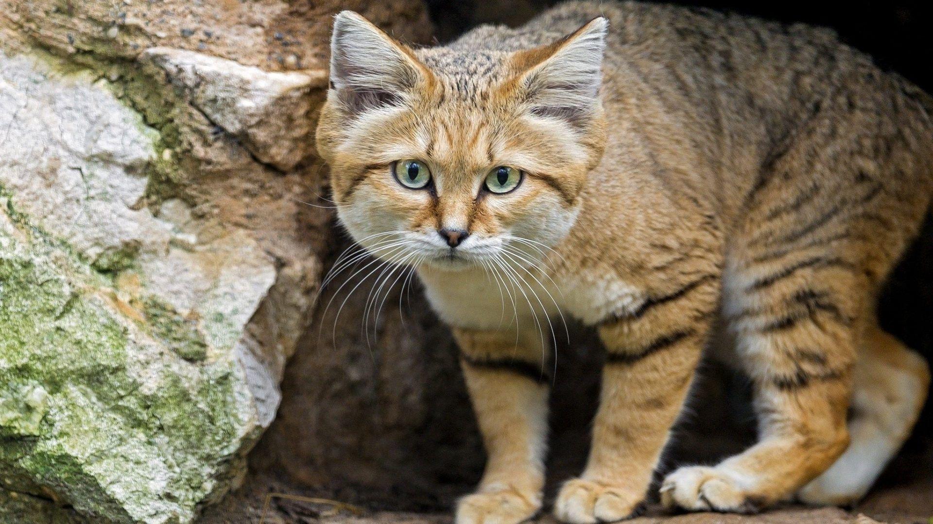 Sand Tag wallpaper: Sand Animals Cat Photo Of Blue Russian Cats