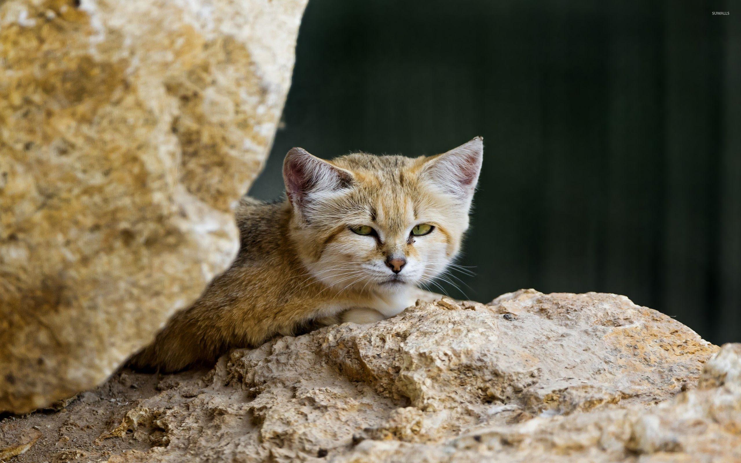 Sand cat resting on a rock wallpaper wallpaper