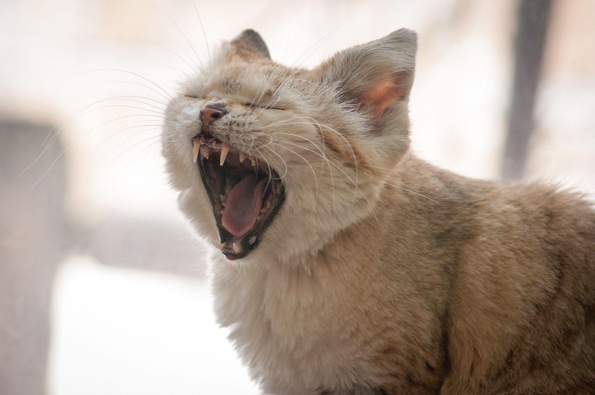 Cats: Cat Sand Pussycat Yawn Cats Picture Wallpaper for HD 16:9