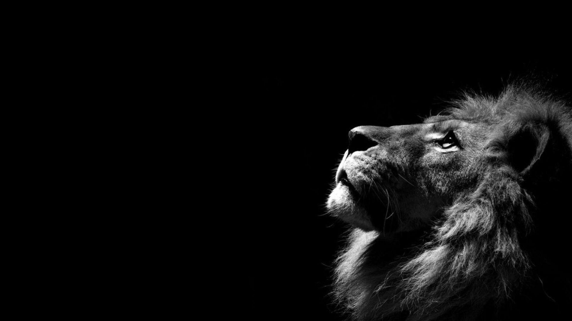 Lion Black and White Desktop Background Wallpaper 2089