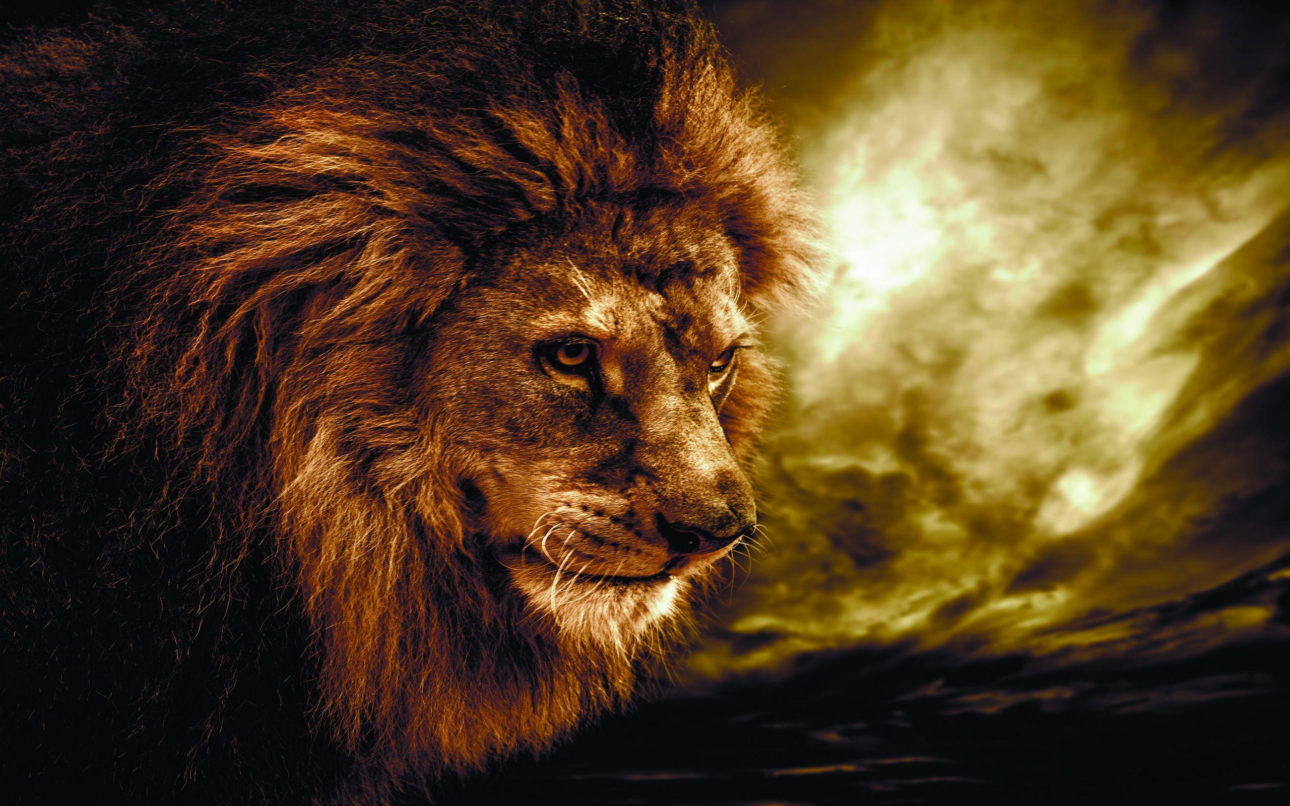 Lion Wallpaper Background HD Wallpaper