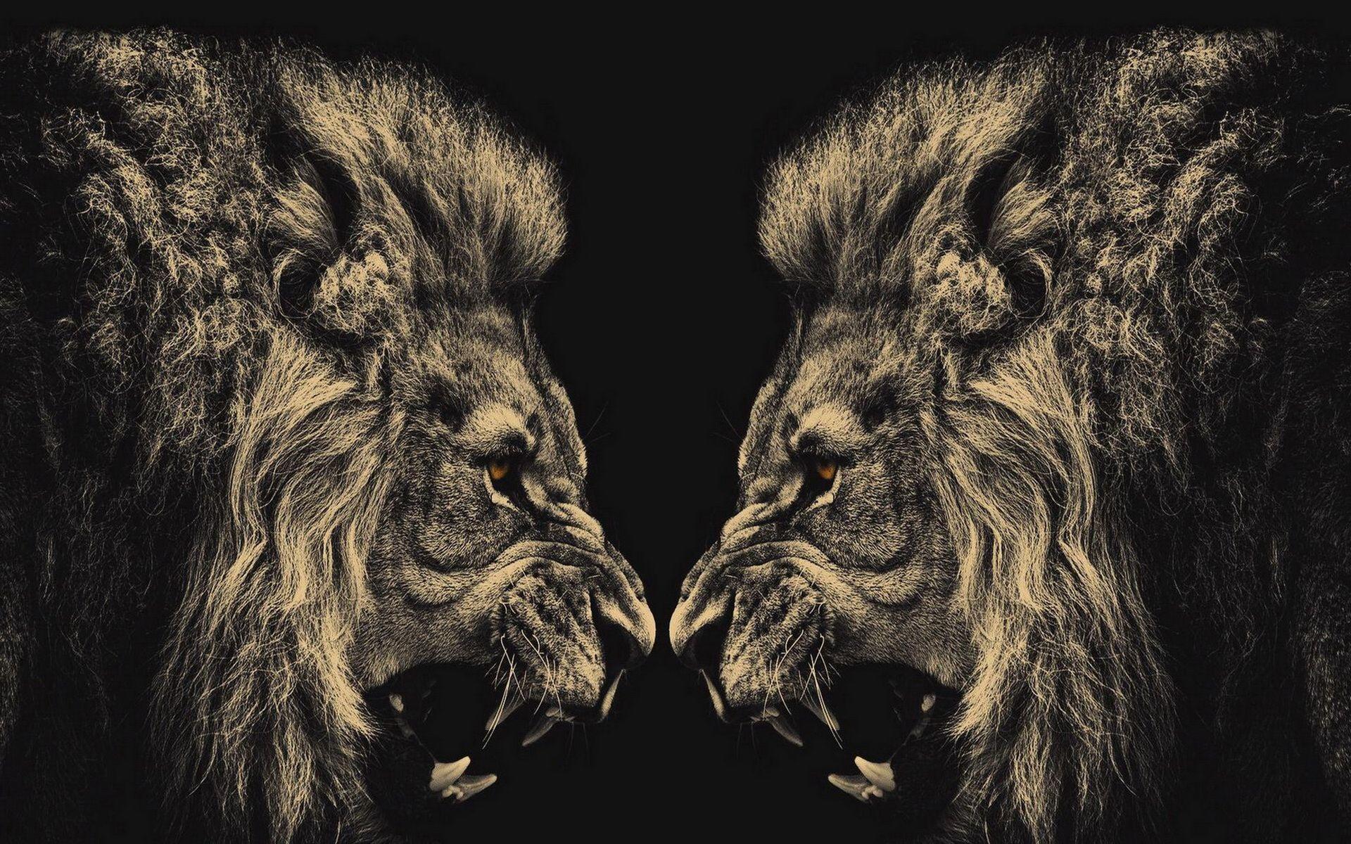 Free Lion Black And White Wallpaper Background