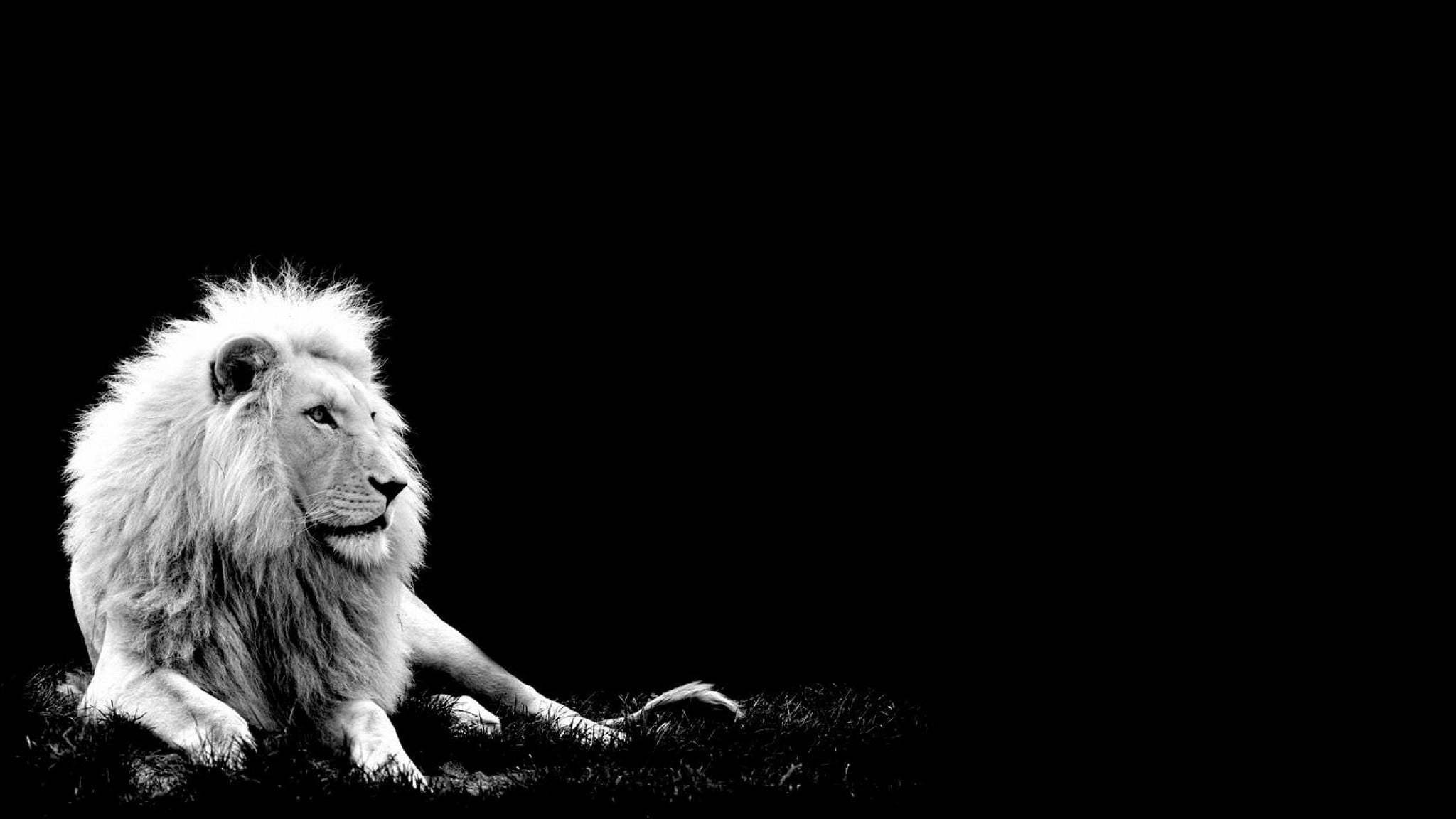 Awesome White Lion Black Background Picture. You Been Exposed