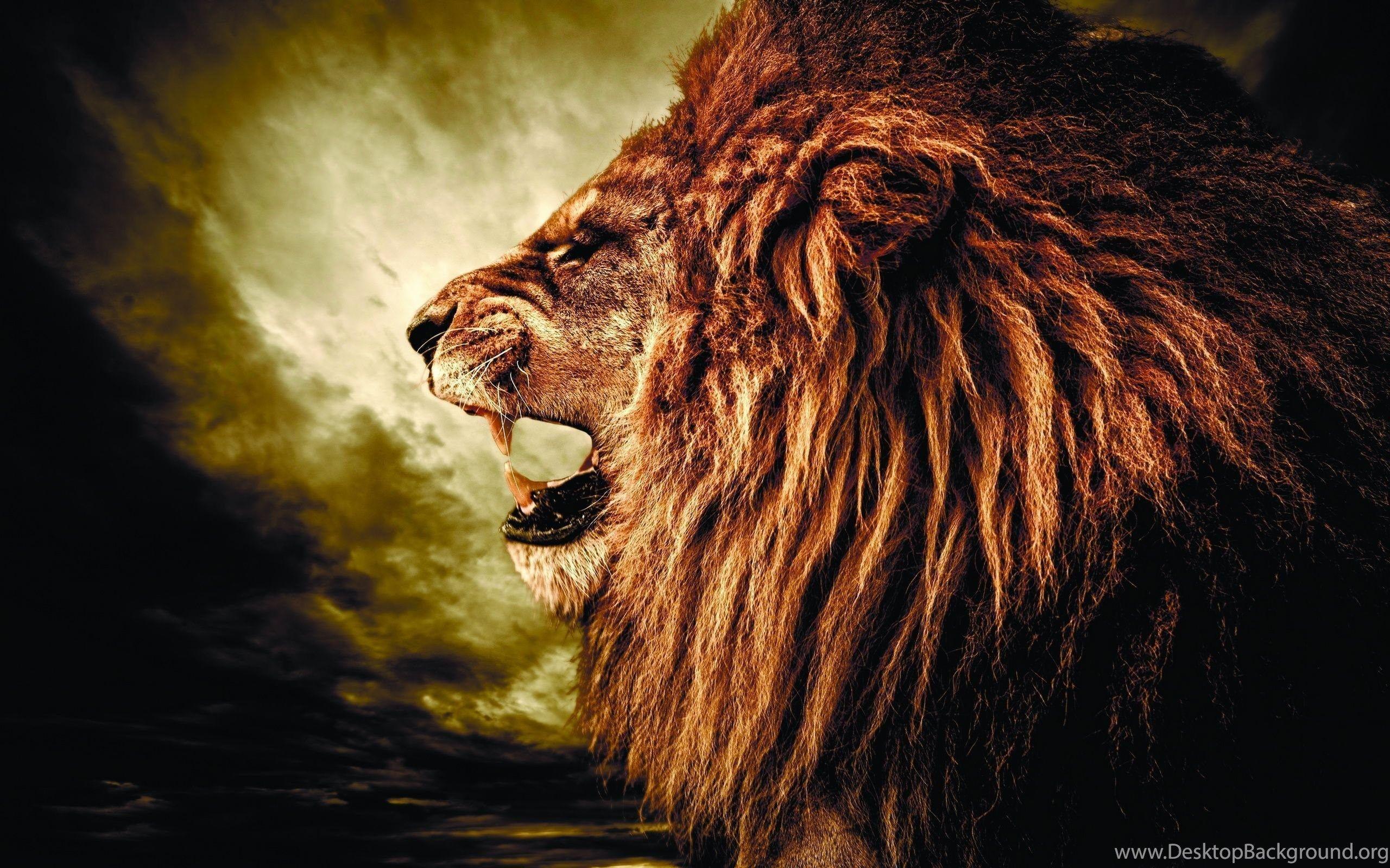 Lion HD Wallpaper Desktop Background