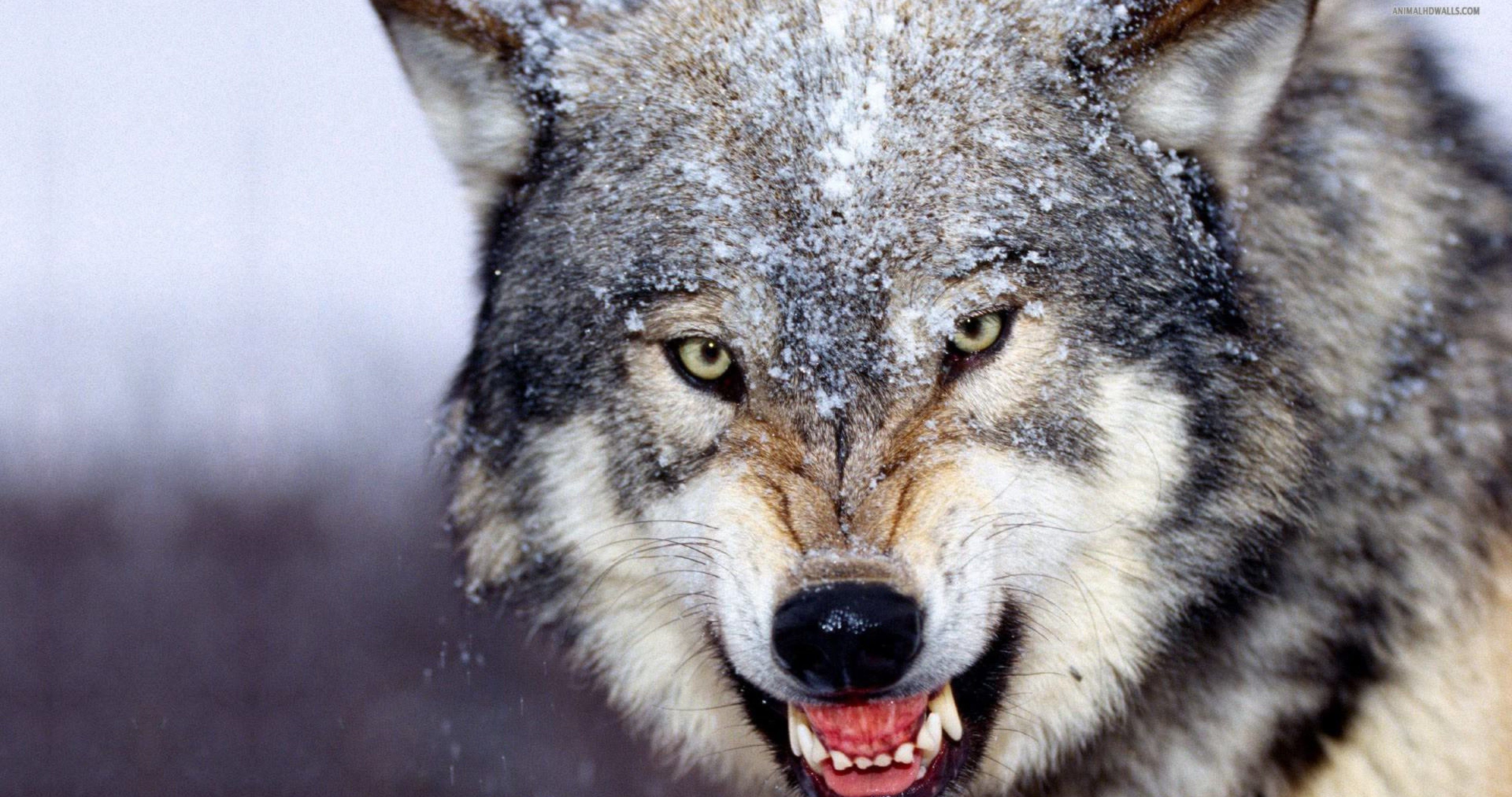 Angry Wolf Wallpapers Hd - Wallpaper Cave