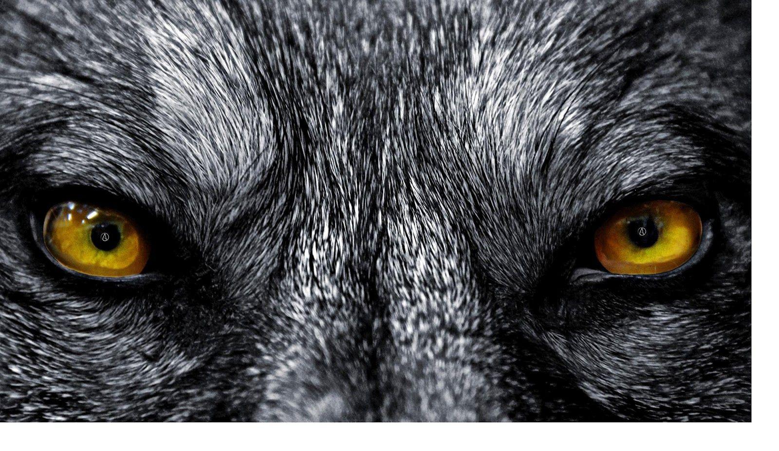 Wolf Eyes Images  Browse 72319 Stock Photos Vectors and Video  Adobe  Stock