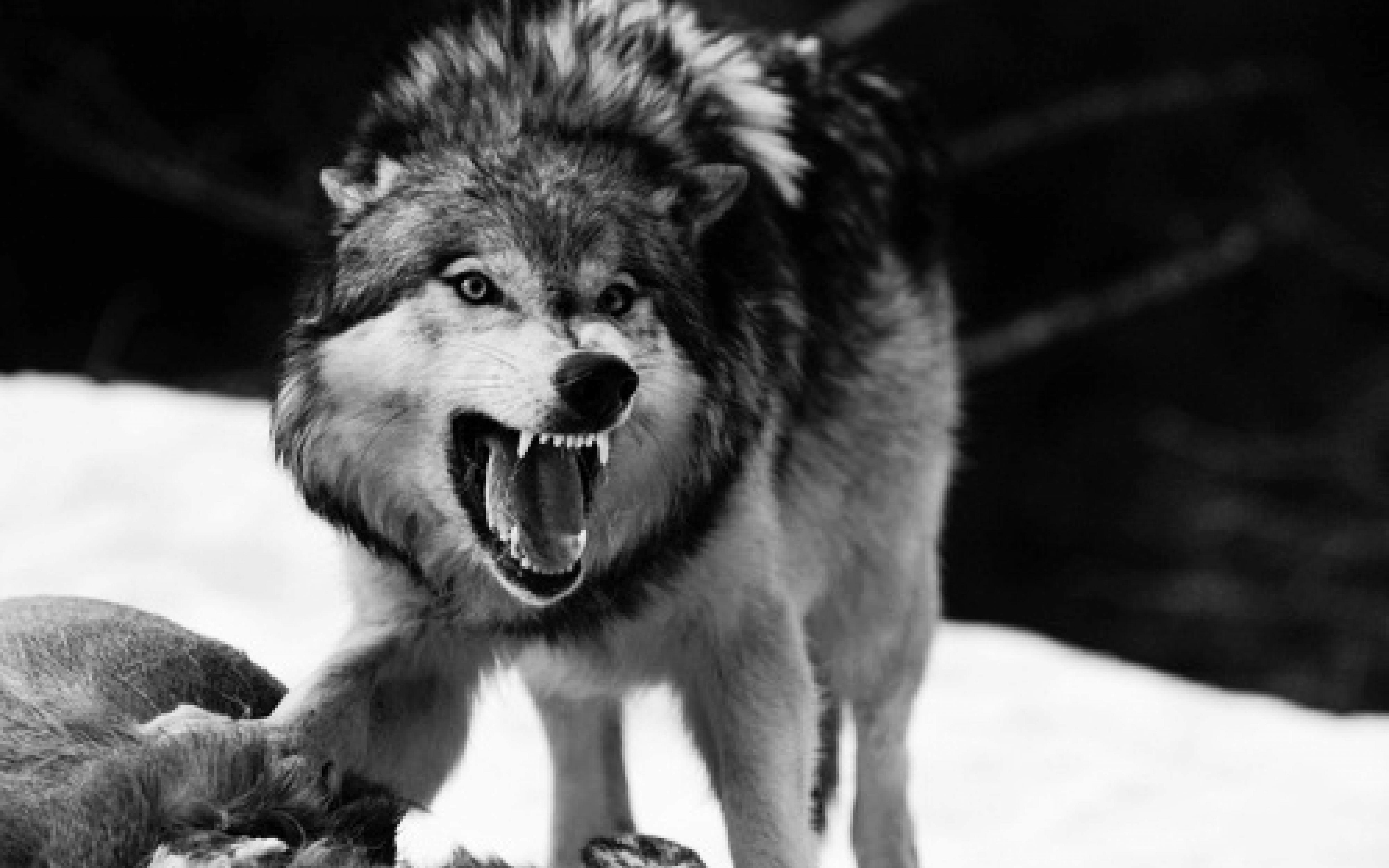 1080P Angry Wolf Wallpaper Hd If you have your own one just send us the ...