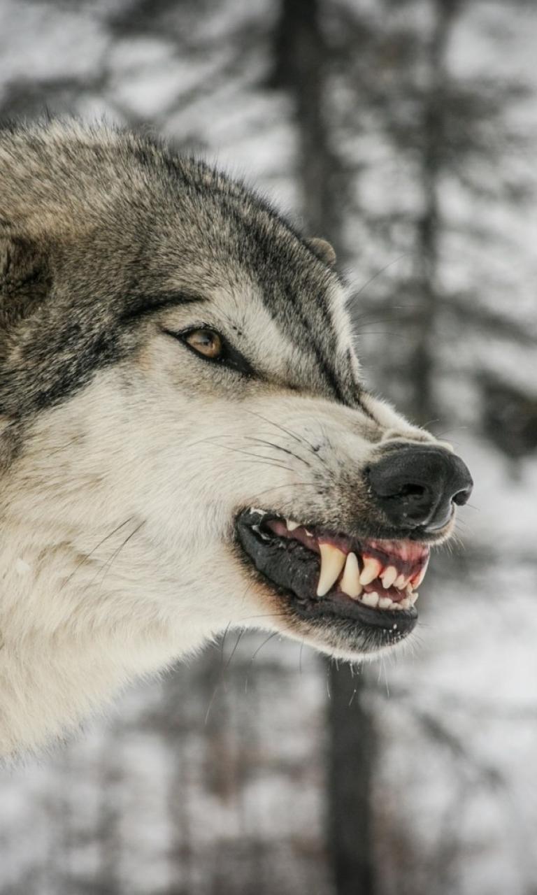 Angry Wolf Wallpaper iPhone