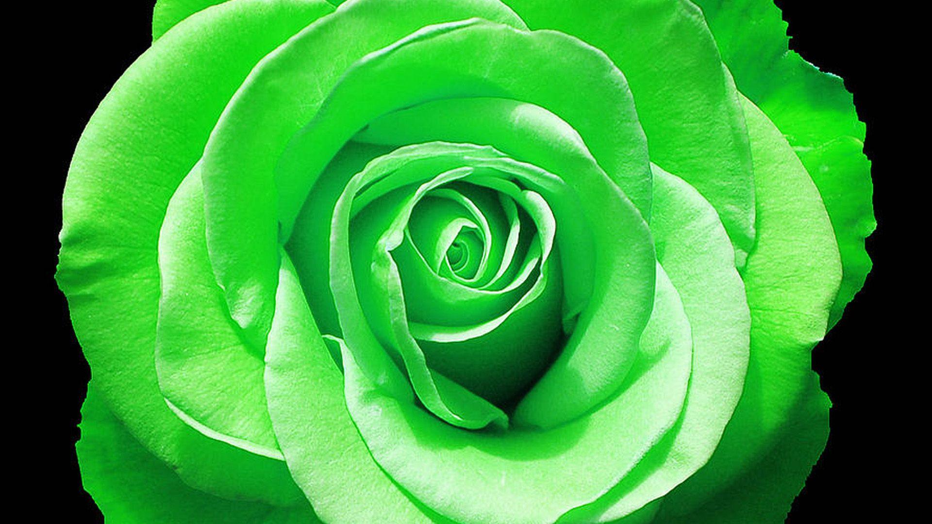 Green Rose Wallpaper, Picture, Image