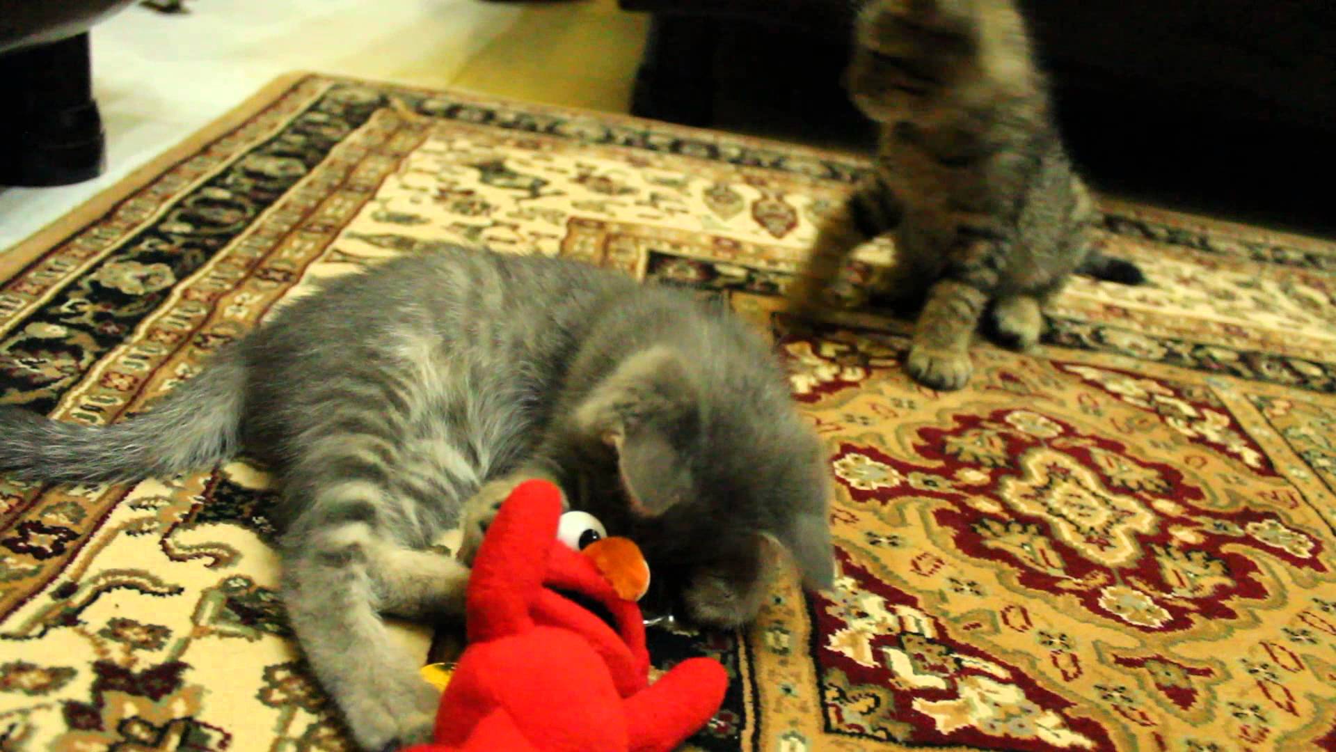Elmo vs Moley vs Uyuy vx Tiger vs tuala biru