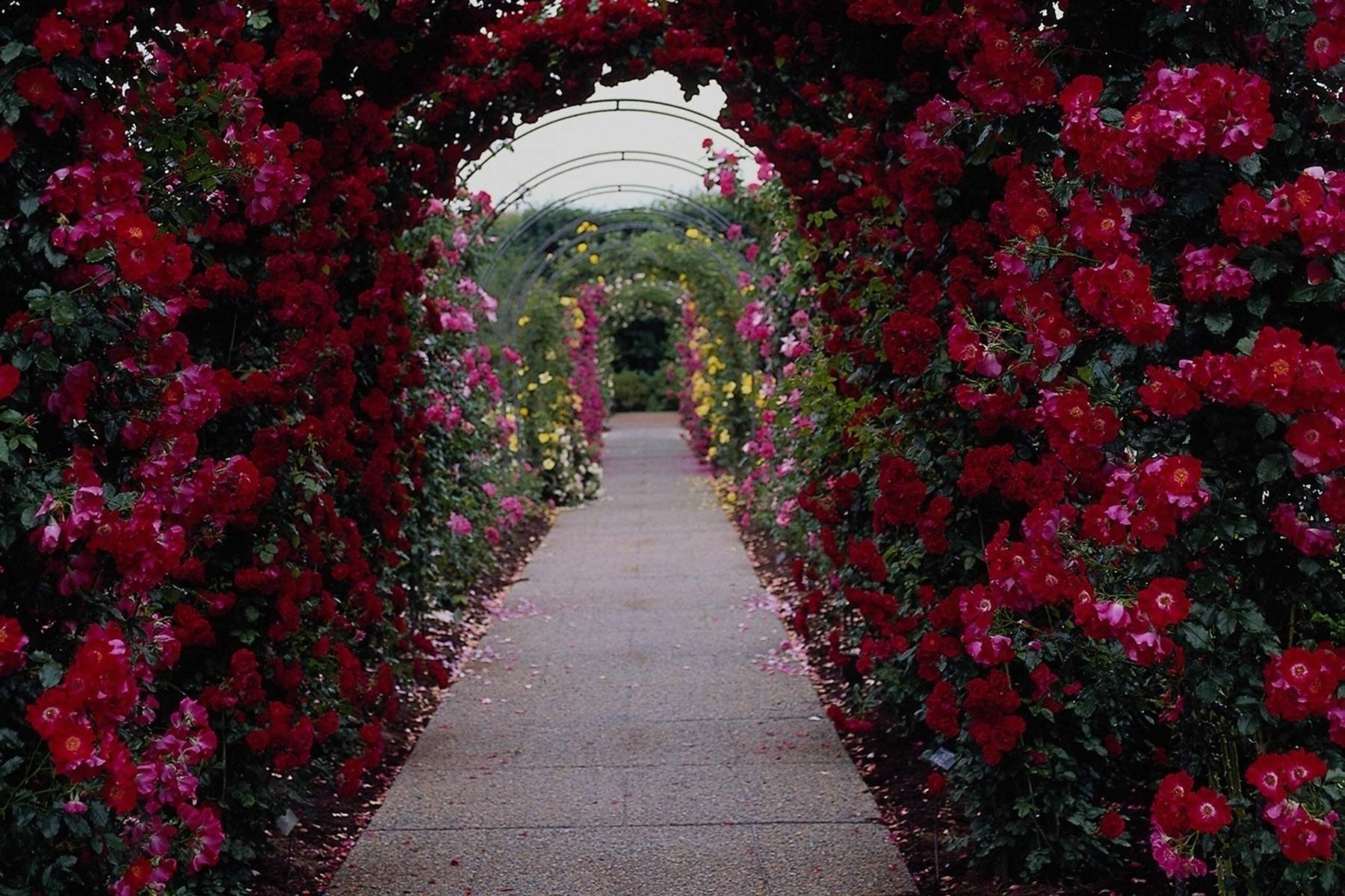 hoontoidly: Rose Flower Garden Wallpaper Image