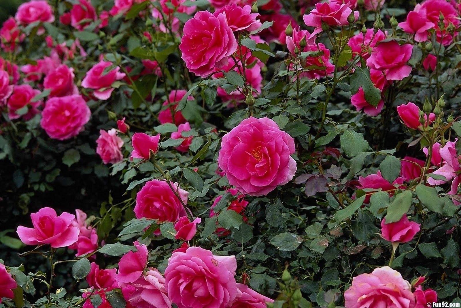 hoontoidly: Rose Flower Garden Wallpaper Image